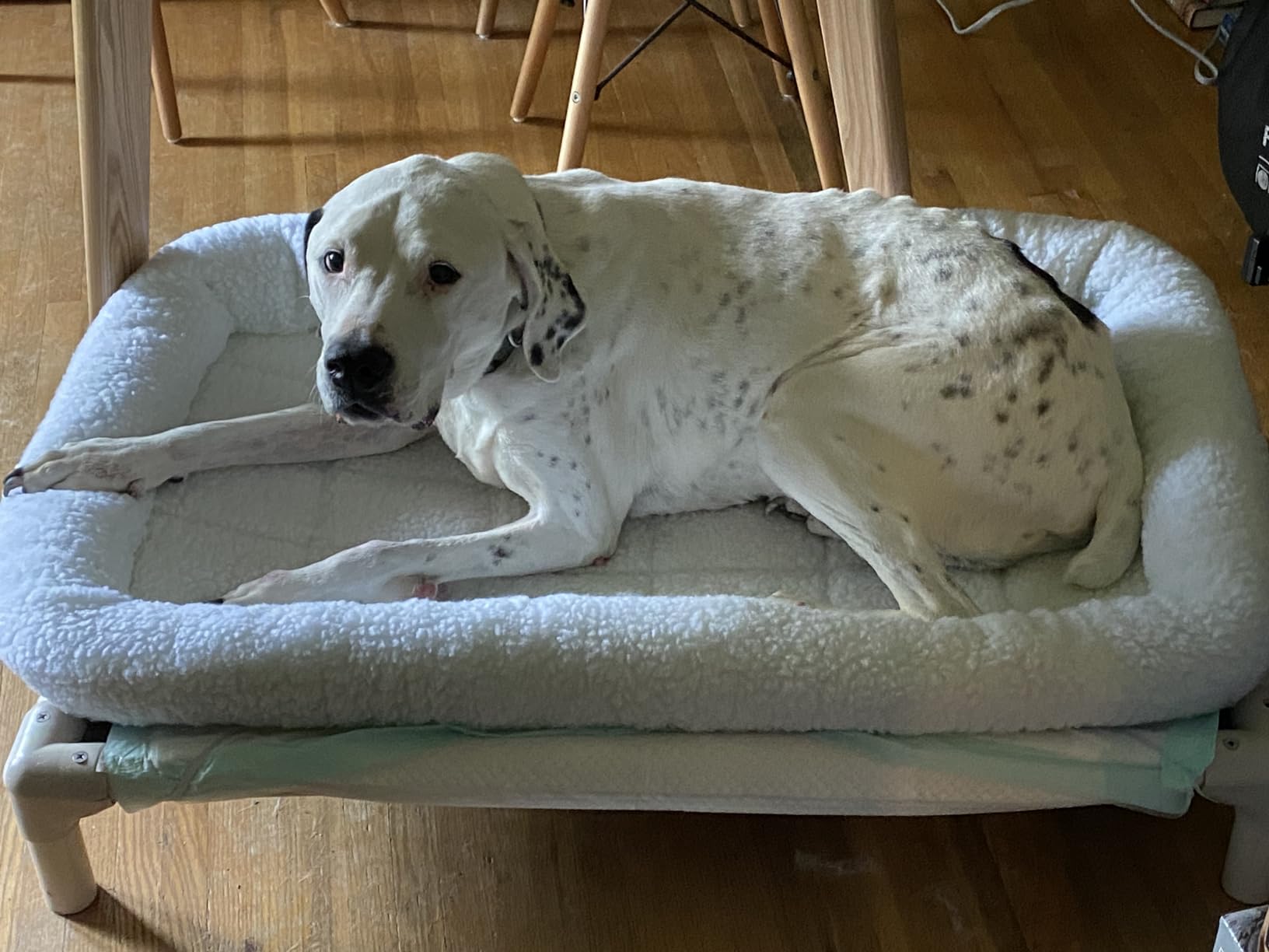 MidWest Homes for Pets QuietTime XXS Dog Bed - Gray Faux Fur Bolster, Ultra-Soft and Machine Washable, Fits 18-Inch Crates and Carriers, for Small Dogs and Cats customer photo 2