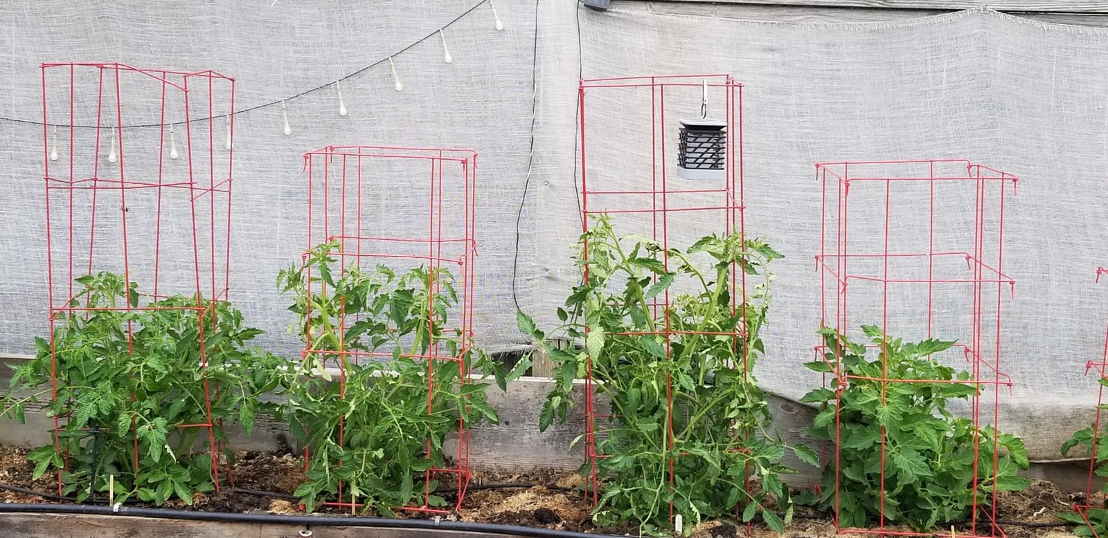 Gardener's Supply Company Lifetime Tomato Cages, Red, Set of 4 customer photo 2