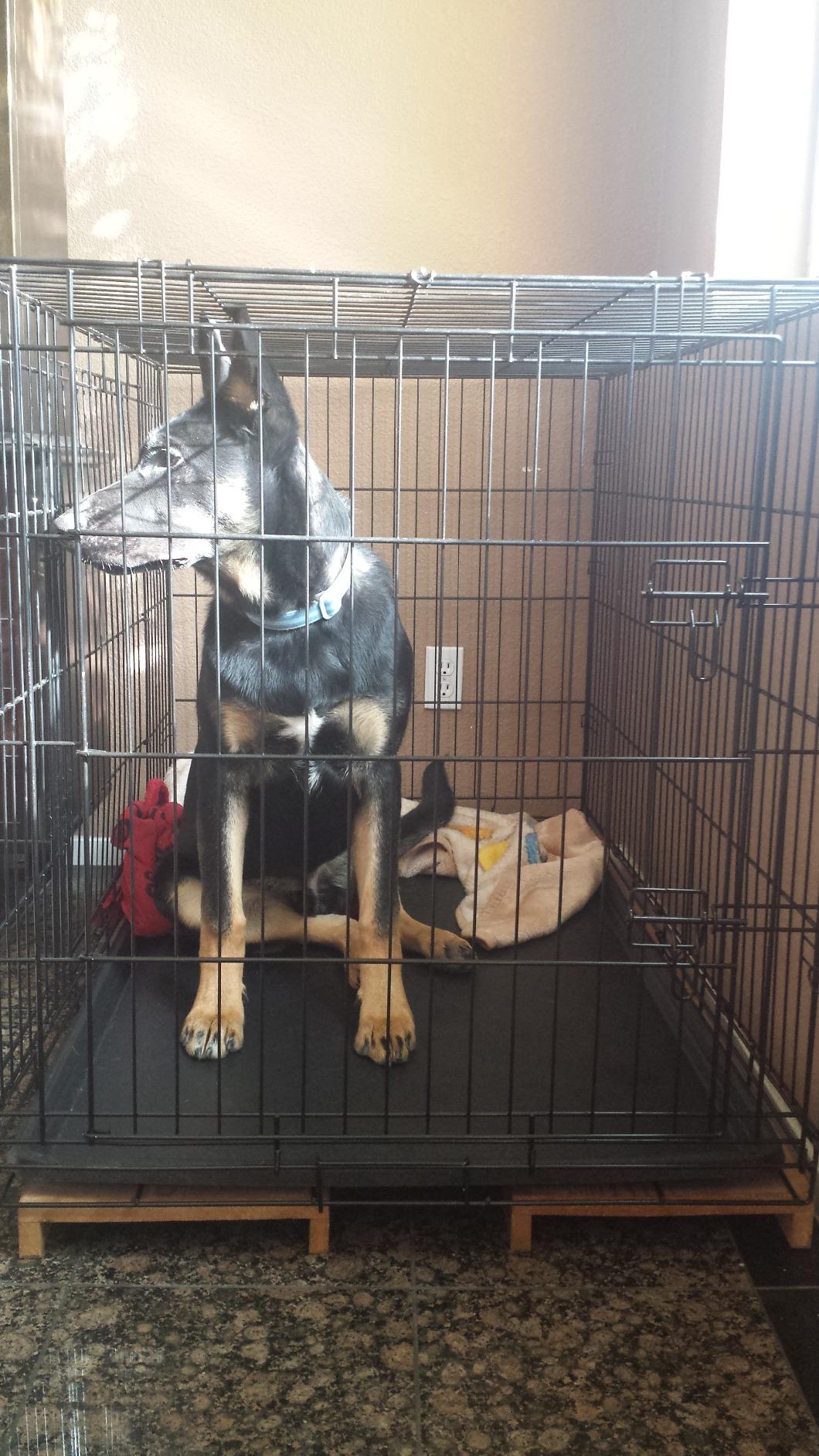 Carlson Secure and Compact Double Door Metal Dog Crate, Medium with Divider Panel customer photo 2