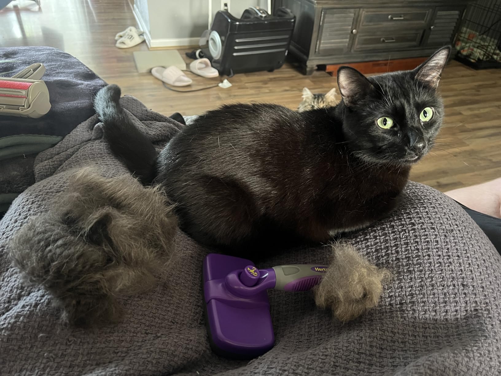 Hertzko Self Cleaning Slicker Brush for Dogs and Cats - Pet Hair Brush for Shedding Long and Short Hair - Easy Clean Retractable Bristles - Cat and Dog Grooming Tool - Purple customer photo 1