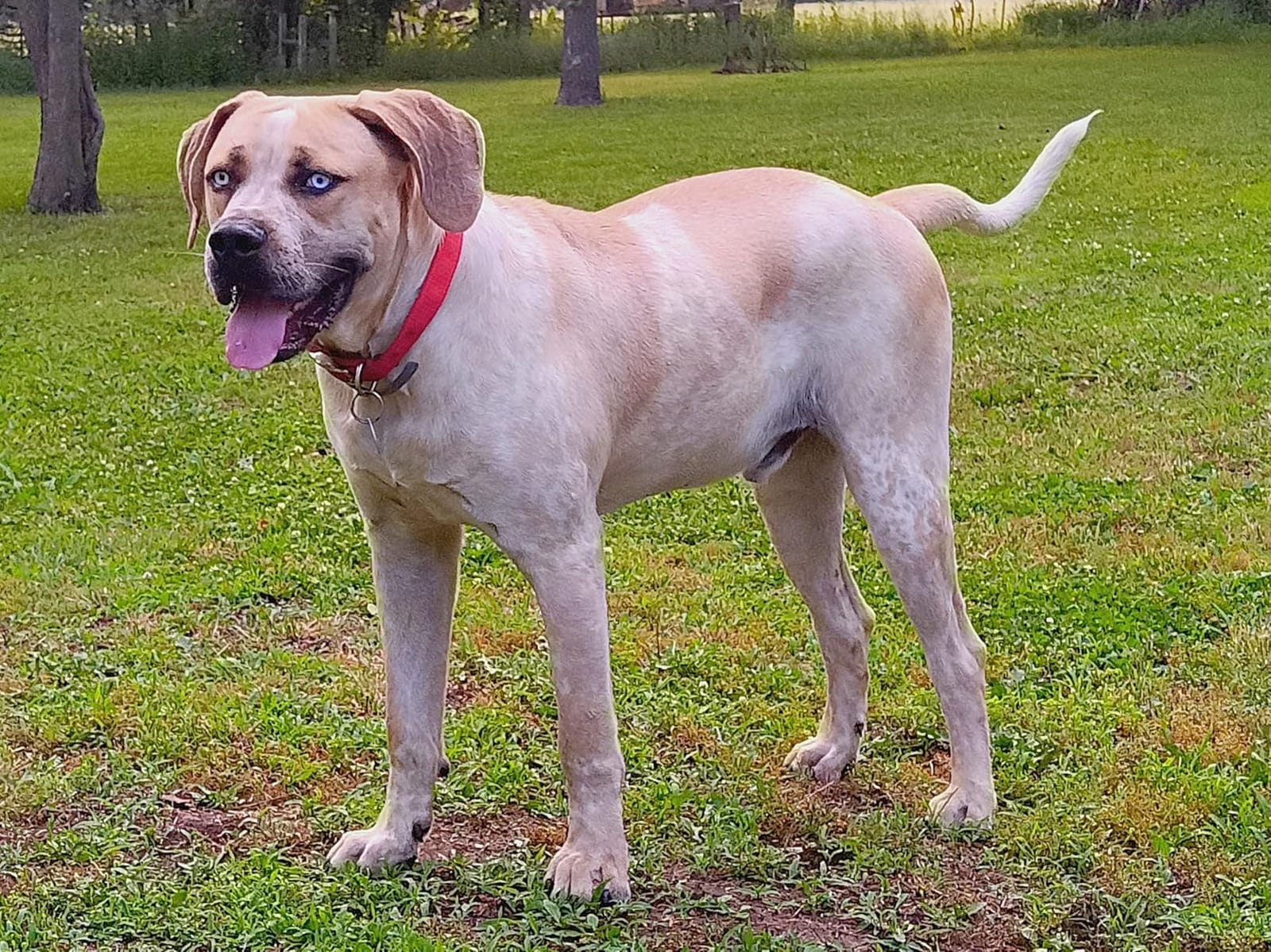 Wisdom Panel Breed Discovery Dog DNA Test Kit 430+ Breeds, MDR1 Health Test customer photo 1