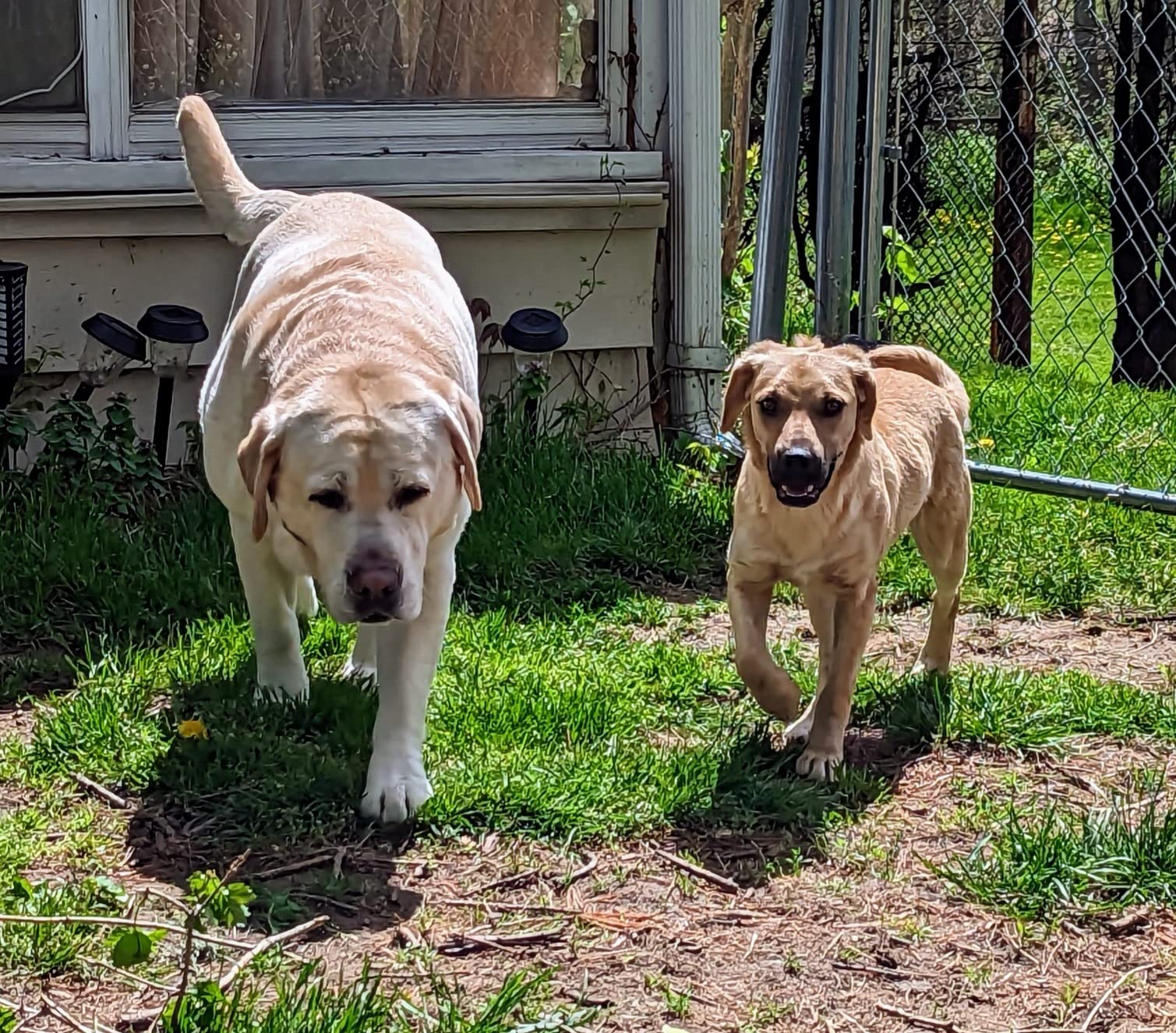 Embark Breed & Health Dog DNA Test – 400+ Breeds, 270+ Health Risks customer photo 1