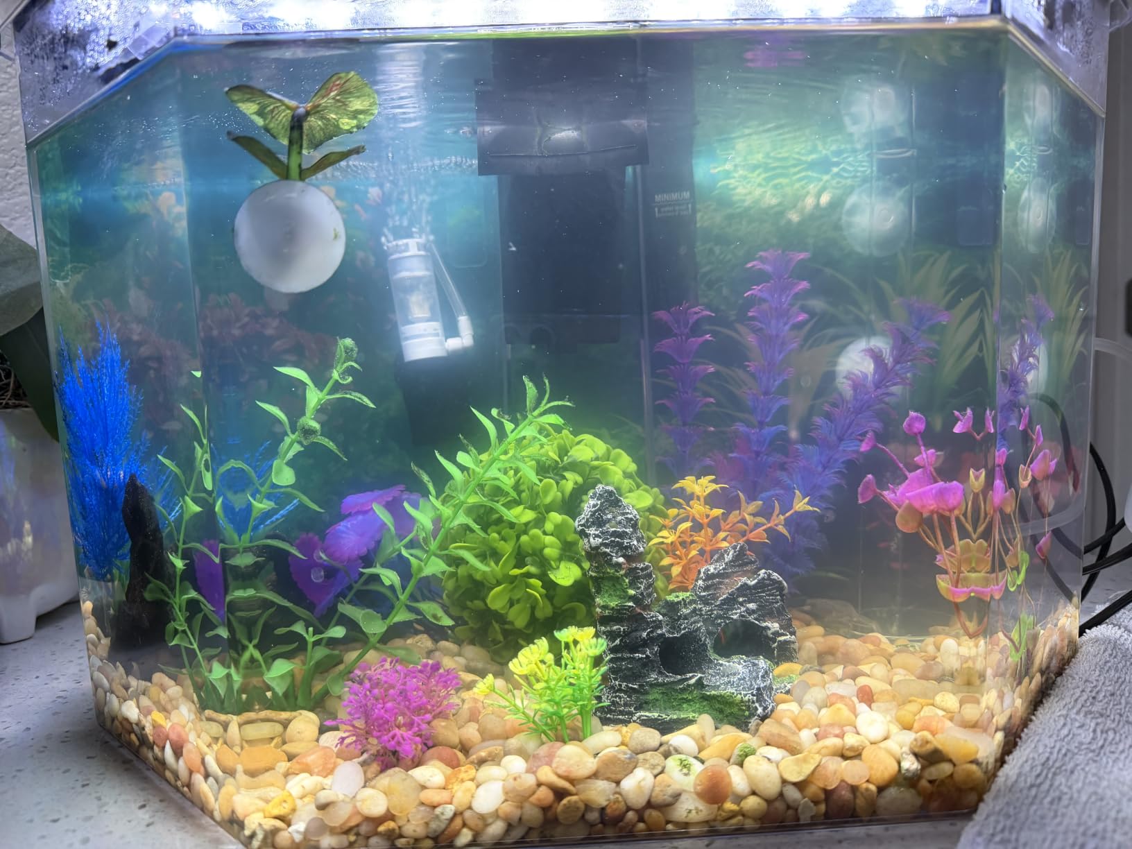 Koller Products Plastic 3-Gallon Aquarium Starter Kit with 4 Colors LED Lighting and Complete Filtration, Ideal for a Variety of Tropical Fish, Betta Fish, Tropical Fish, Cichlids, Ornamental Shrimp customer photo 1