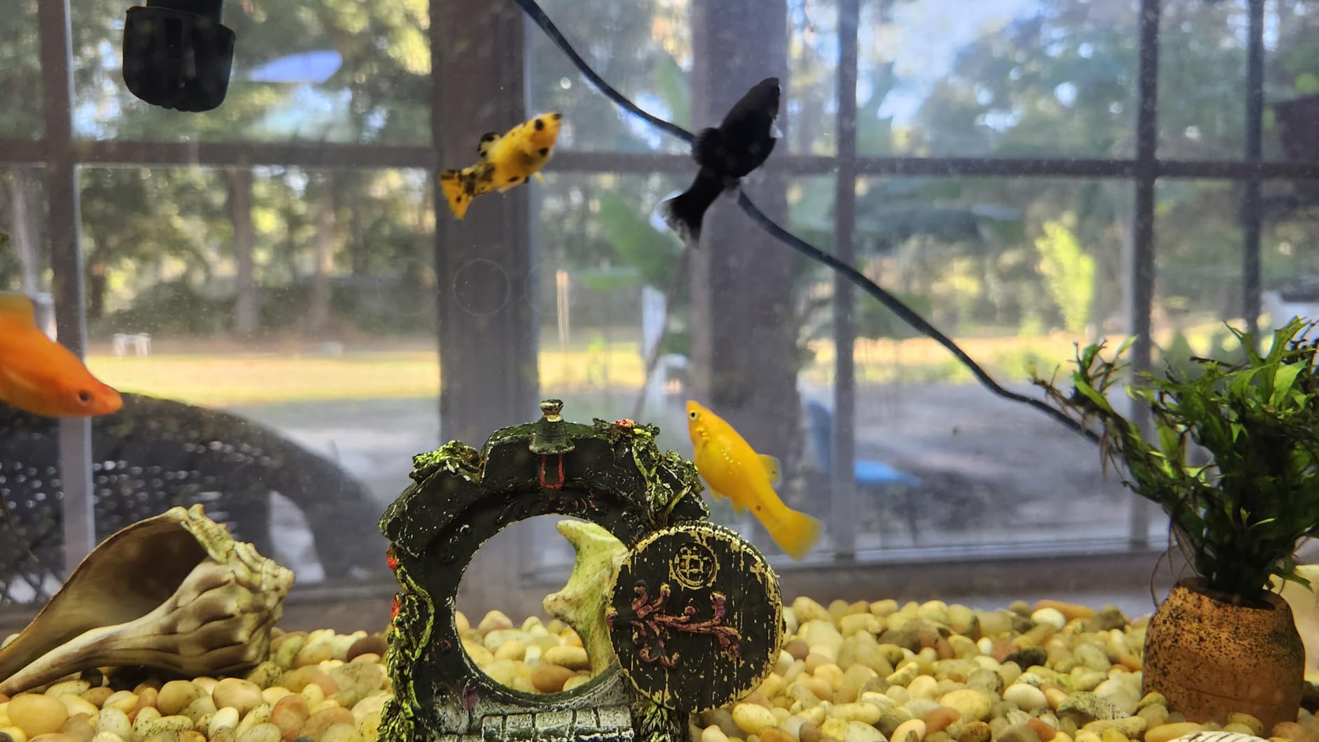 Luigi's Fish Tank Cleaner - Turtle Tank Accessories - Gravel Vacuum for Aquarium - Hand Siphon Hose to Remove and Change Water or Sand in Minutes - Aquarium Cleaning Tools customer photo 1