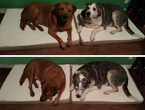 Orthopedic Dog Bed - 2-Layer Memory Foam Crate Mat with Machine Washable Sherpa Cover - 20x15 Pet Bed for Small Dogs Up to 20lbs by PETMAKER (Gray) customer photo 2