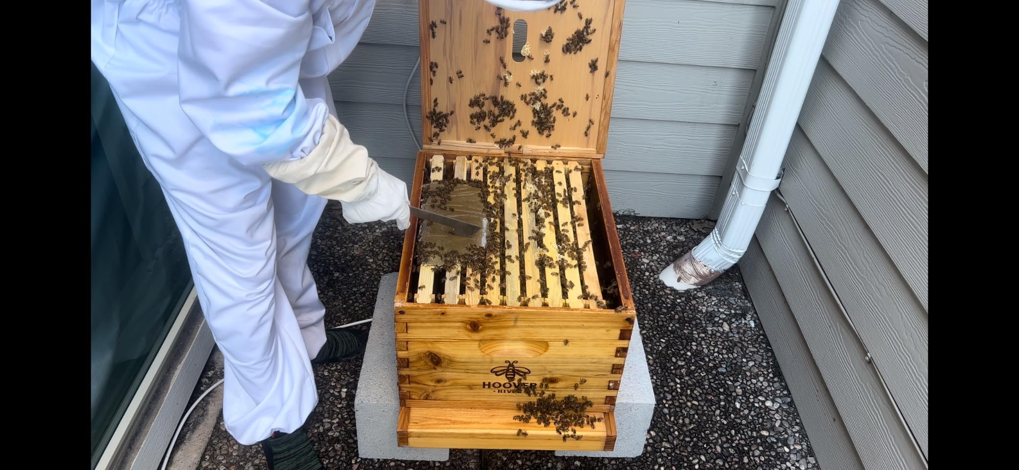 VILLAGE GIFT IMPORTERS Pollen Patty | High Protein Formula | Supplementary Feed for All Levels of Beekeepers customer photo 1