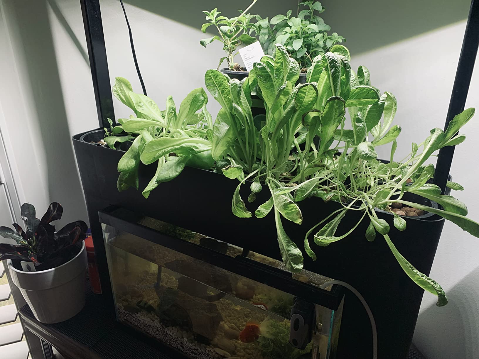 AquaSprouts 2ft Horticultural LED Grow Light Bar, 24W High Output White, Full Spectrum 6400K for Indoor Gardening, Bioactive Terrariums & Vivarium/Paludariums customer photo 1