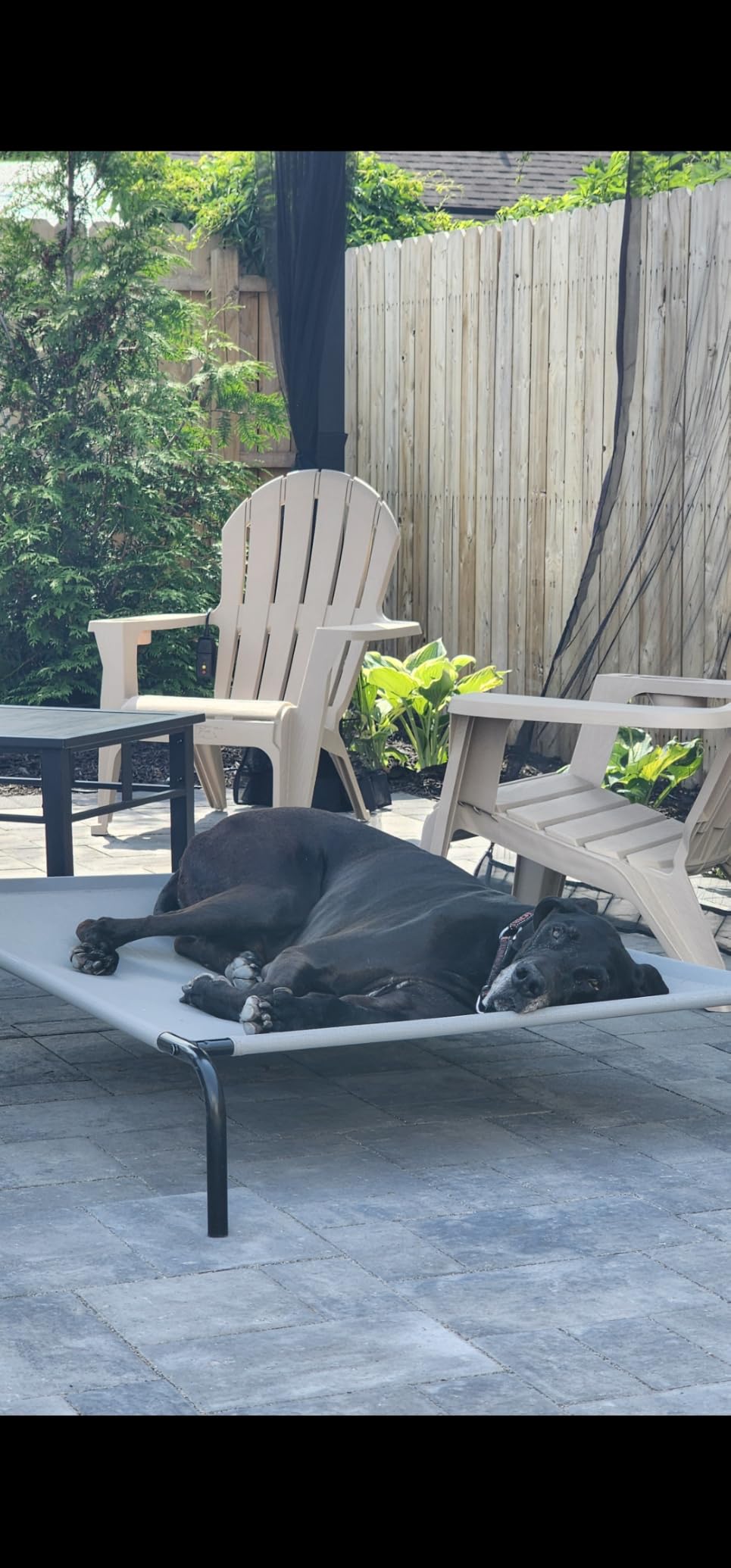 Amazon Basics Cooling Breathable Elevated Pet Bed with Metal Frame for Large Dogs, X-Large (60.1 x 37.1 x 8.9 Inches), Grey, 1 Count customer photo 1