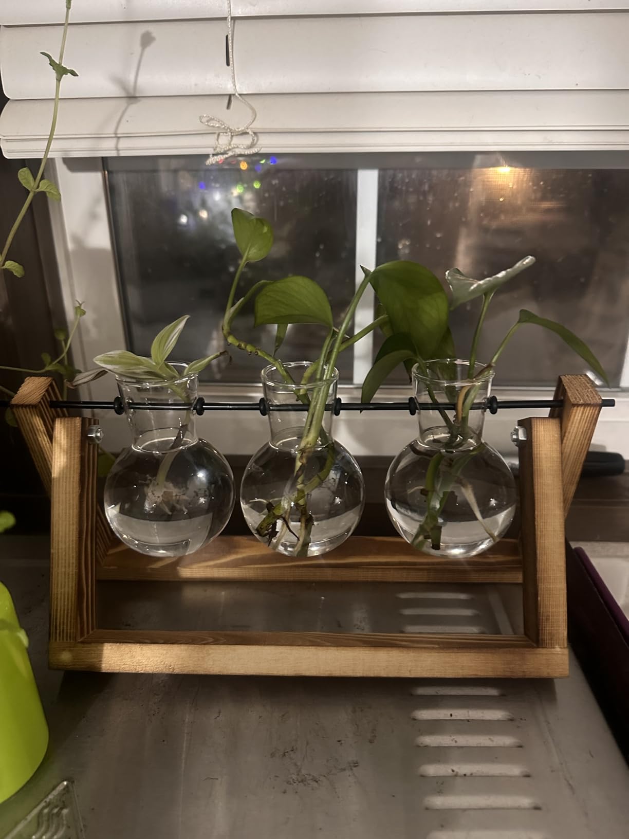 XXXFLOWER Plant Terrarium with Wooden Stand, Air Planter Bulb Glass Vase Metal Swivel Holder Retro Tabletop for Hydroponics Home Garden Office Decoration - 3 Bulb Vase | Air Planter Flower Glass Vase Retro for Hydroponics Cutting Home Garden Office Decoration Mom Grandma Women Gardening Gifts customer photo 2