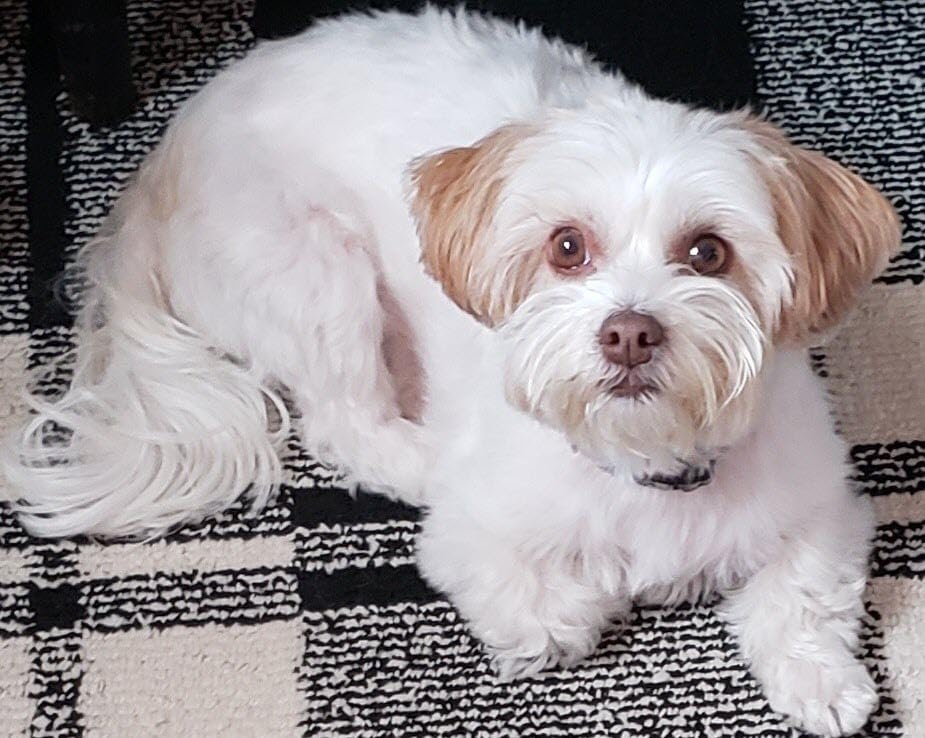 Resolve Urine Destroyer Enzyme Cleaner Spray, Pet Carpet Cleaner Solution customer photo 2