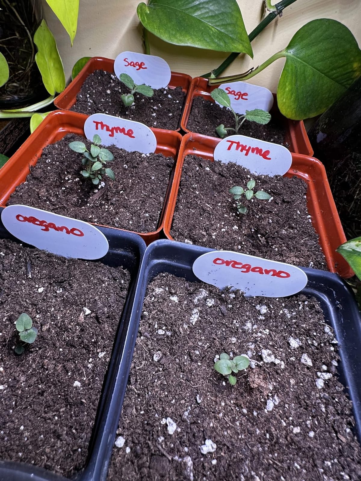 HOME GROWN 10 Herb Seeds for Planting 3,000+ Non-GMO Heirloom Seeds | Extra Large Variety Pack Herb Kit – Indoor Outdoor & Hydroponic | Culinary Seed Set | Grow Your Own Herbs | Gift for Beginners customer photo 1