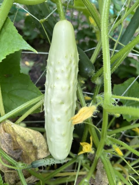 HOME GROWN 15 Herb Seed Variety Kit, 4,300+ Seeds, Culinary Herb Kit customer photo 2