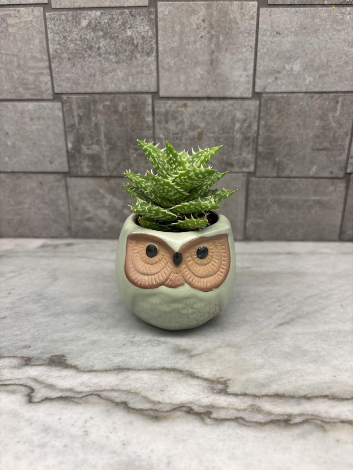 T4U Owl Succulent Pots, Mini Ceramic Planter, Retro Decor Gift Set of 12 customer photo 1