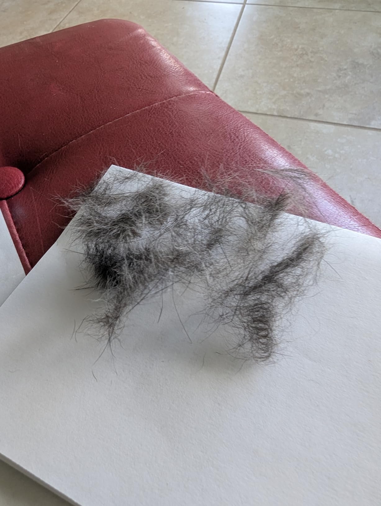 FURminator Undercoat deShedding Tool for Medium Long Hair Dogs 9-23 kg customer photo 1