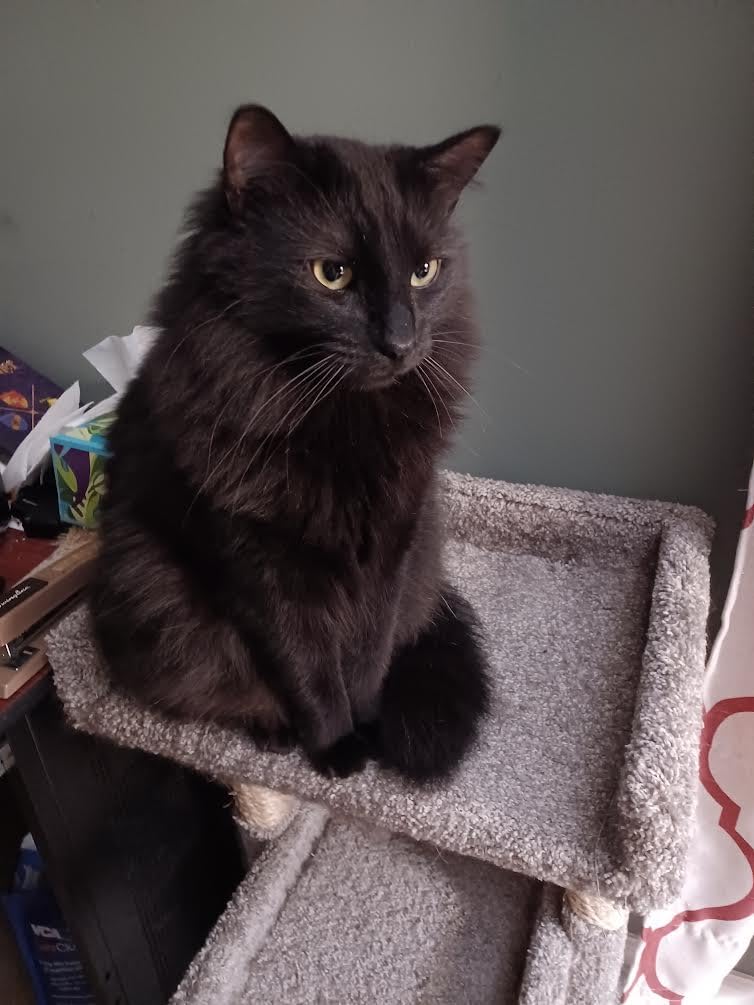Maxpower Planet Dog Grooming Rake, Deshedding Undercoat Brush, Dogs & Cats customer photo 2