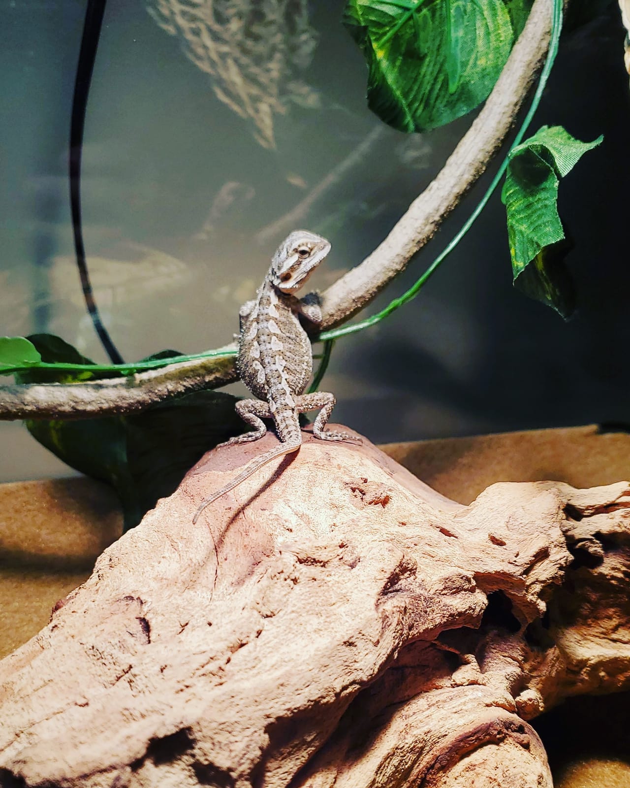 PIVBY 4 PCS Bearded Dragon Hammock, Bearded Dragon Tank Accessories, Flexible Reptile Jungle Vines Terrarium Decor for Chameleon, Lizards, Crested Geckos, Snakes, Lguana, Amphibian Reptiles Habitats customer photo 2