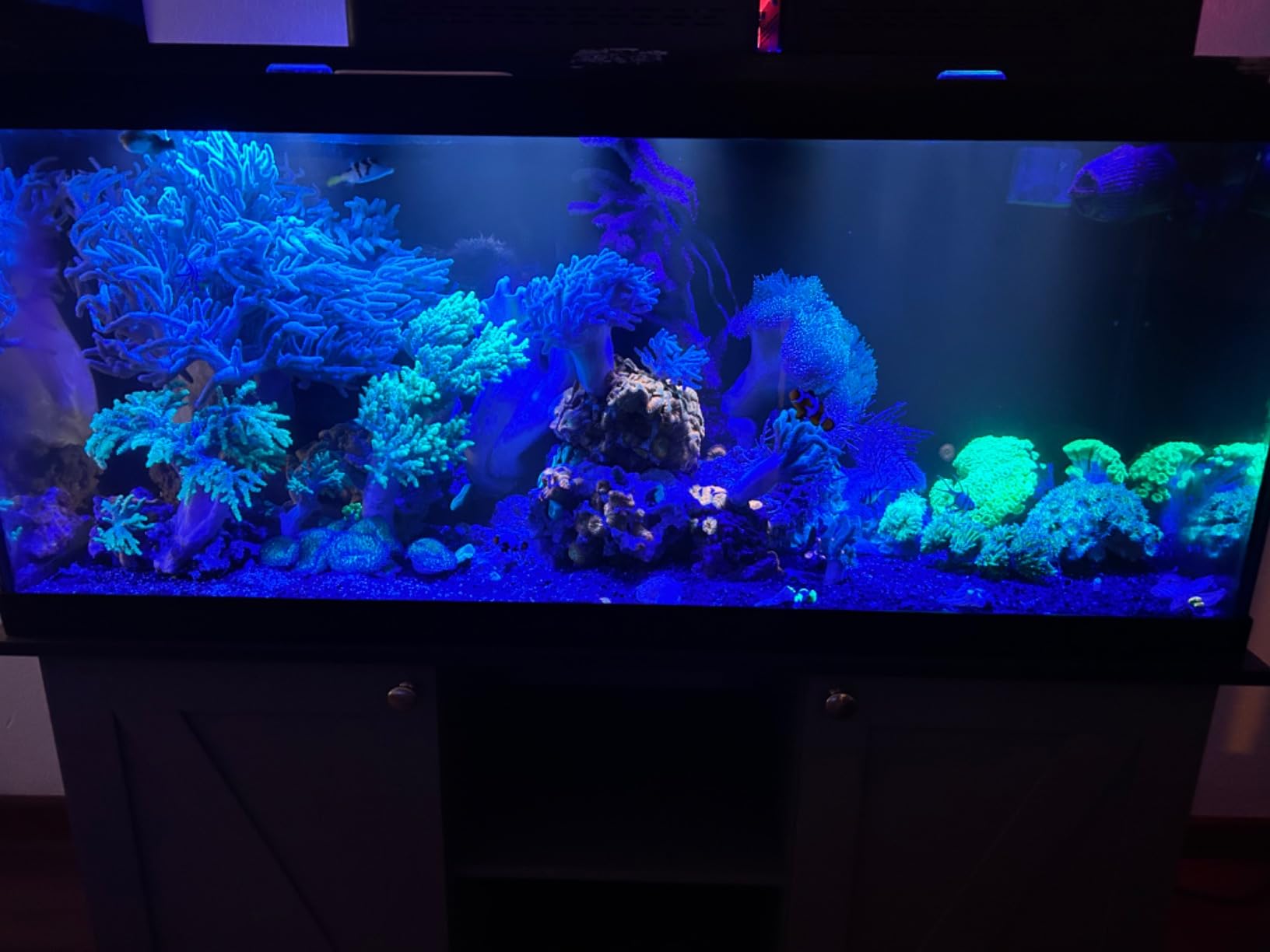 Coralife Biocube Protein Skimmer, Aquarium Skimmer customer photo 1