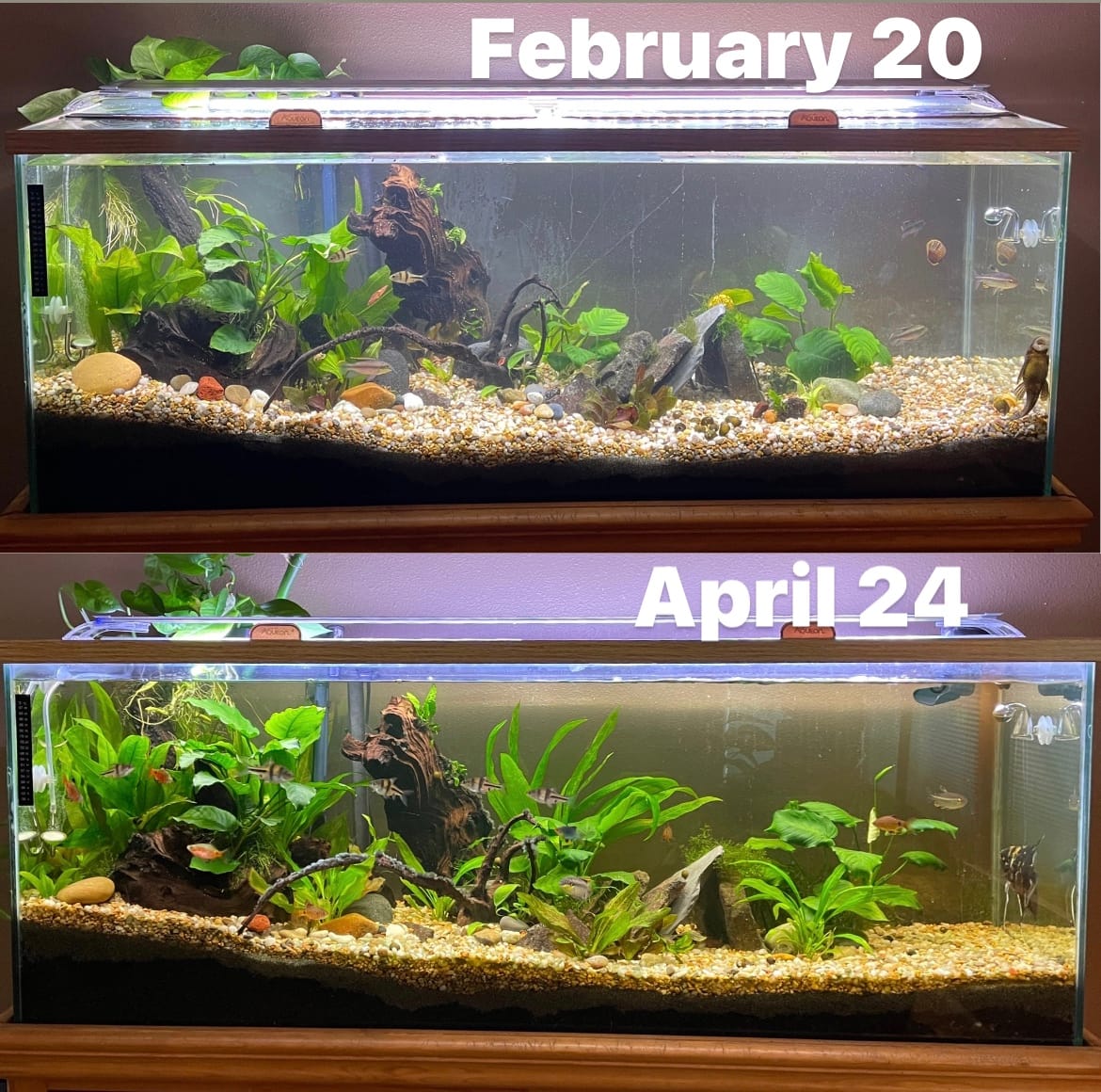 2L Aquarium Co2 System with Pressure Gauge for Aquarium Plants customer photo 1