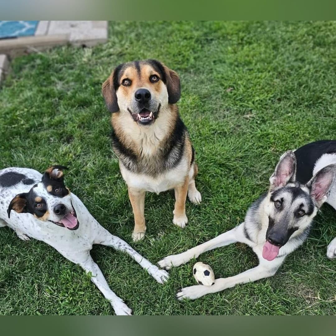 Wisdom Panel Essential Dog DNA Testing Kit - Most Accurate Test for 430+ Dog Breeds, 30 Genetic Health Conditions, 50+ Traits, Relatives, Ancestry, 1 Pack customer photo 1