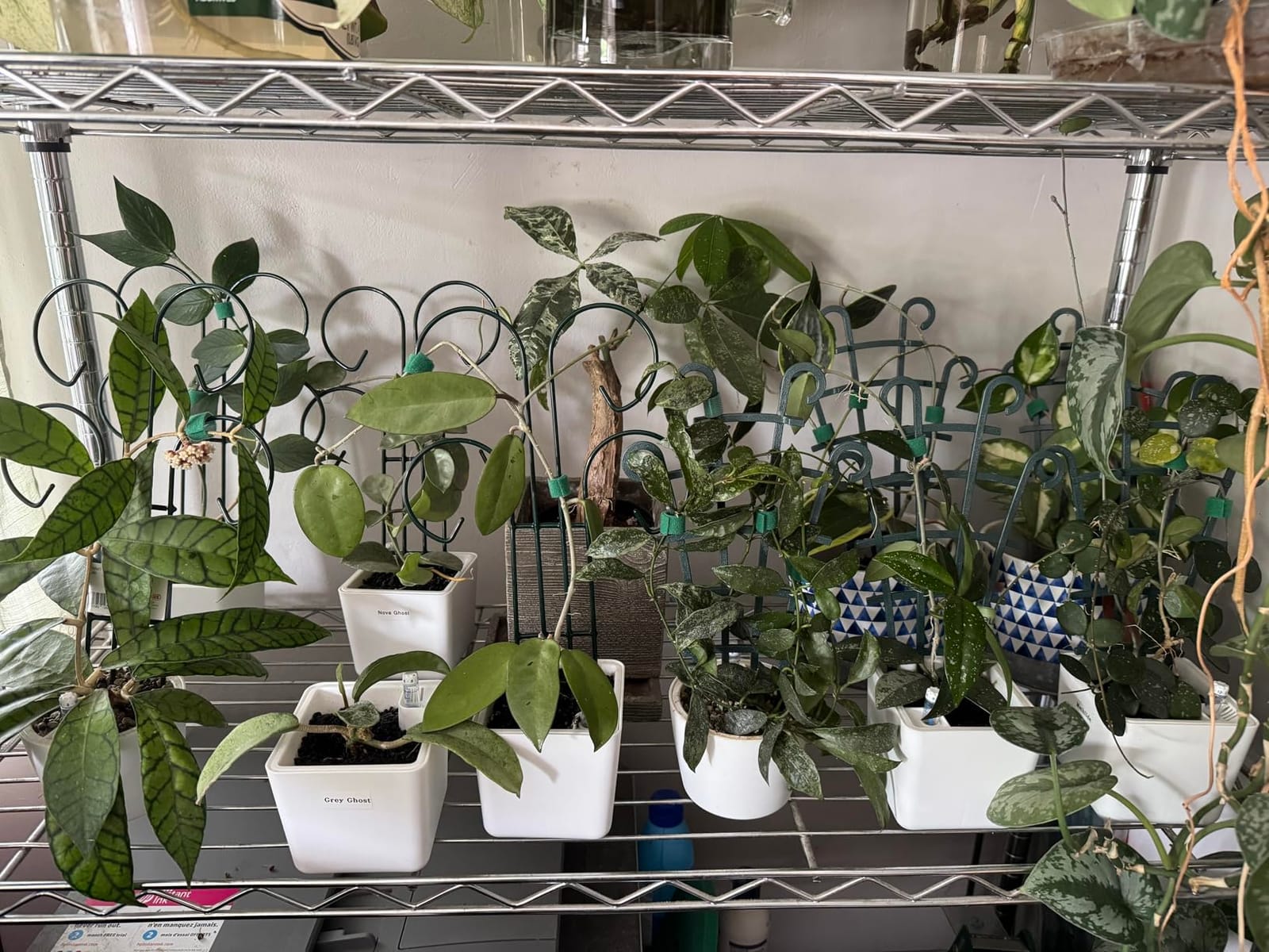 UWIOFF Trellis for Potted Plants, 4Pcs Stackable Small Indoor Plant Trellis customer photo 1