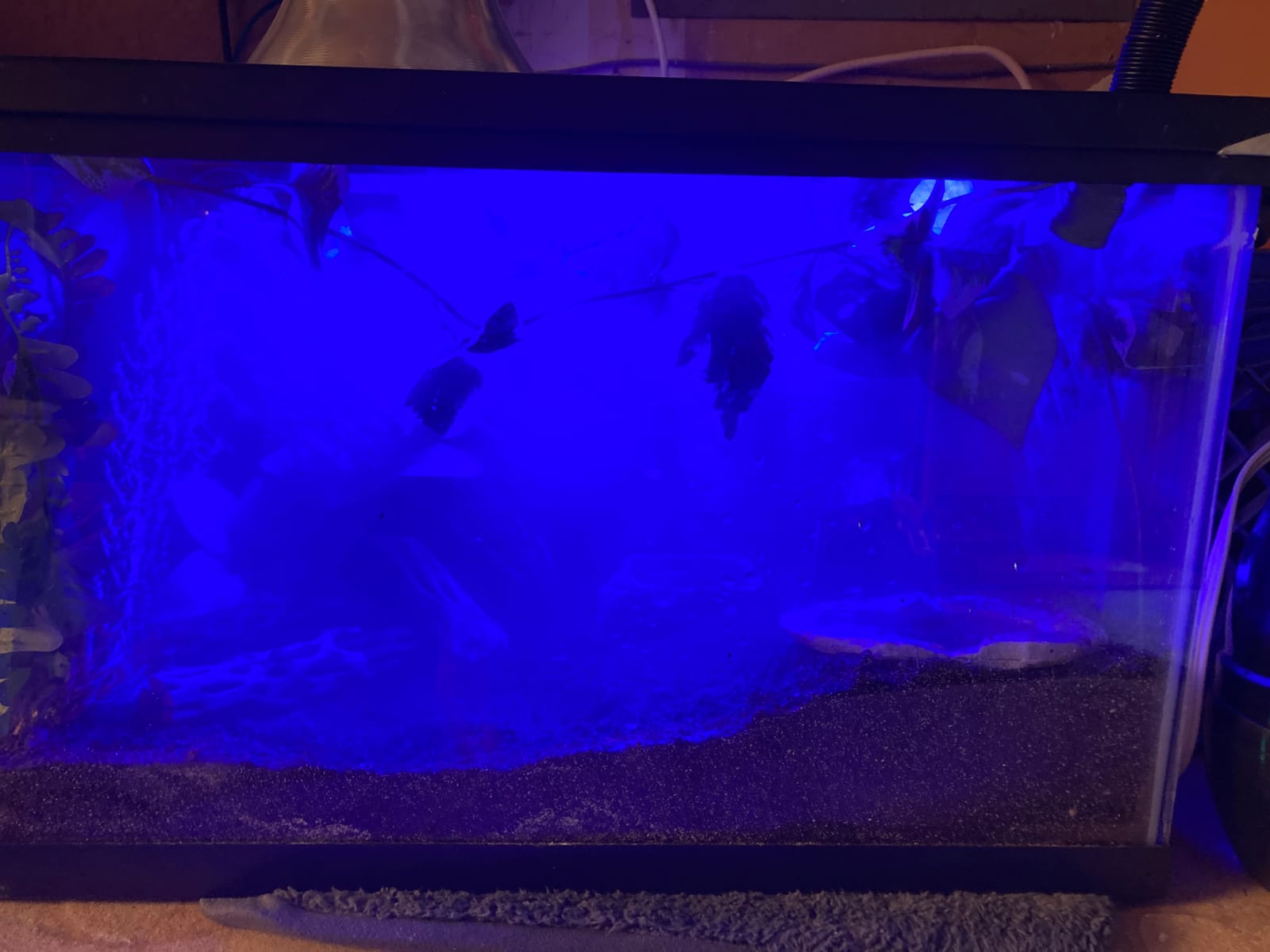 REPTI ZOO Reptile Aquarium Terrarium LED Light Ultra-thin Day and Night Light for Reptiles Aquarium Light, 3-Color Modes LED Light Hood 15W for 18 inch or Larger Terrariums for Reptile Plant Fish Tank customer photo 2