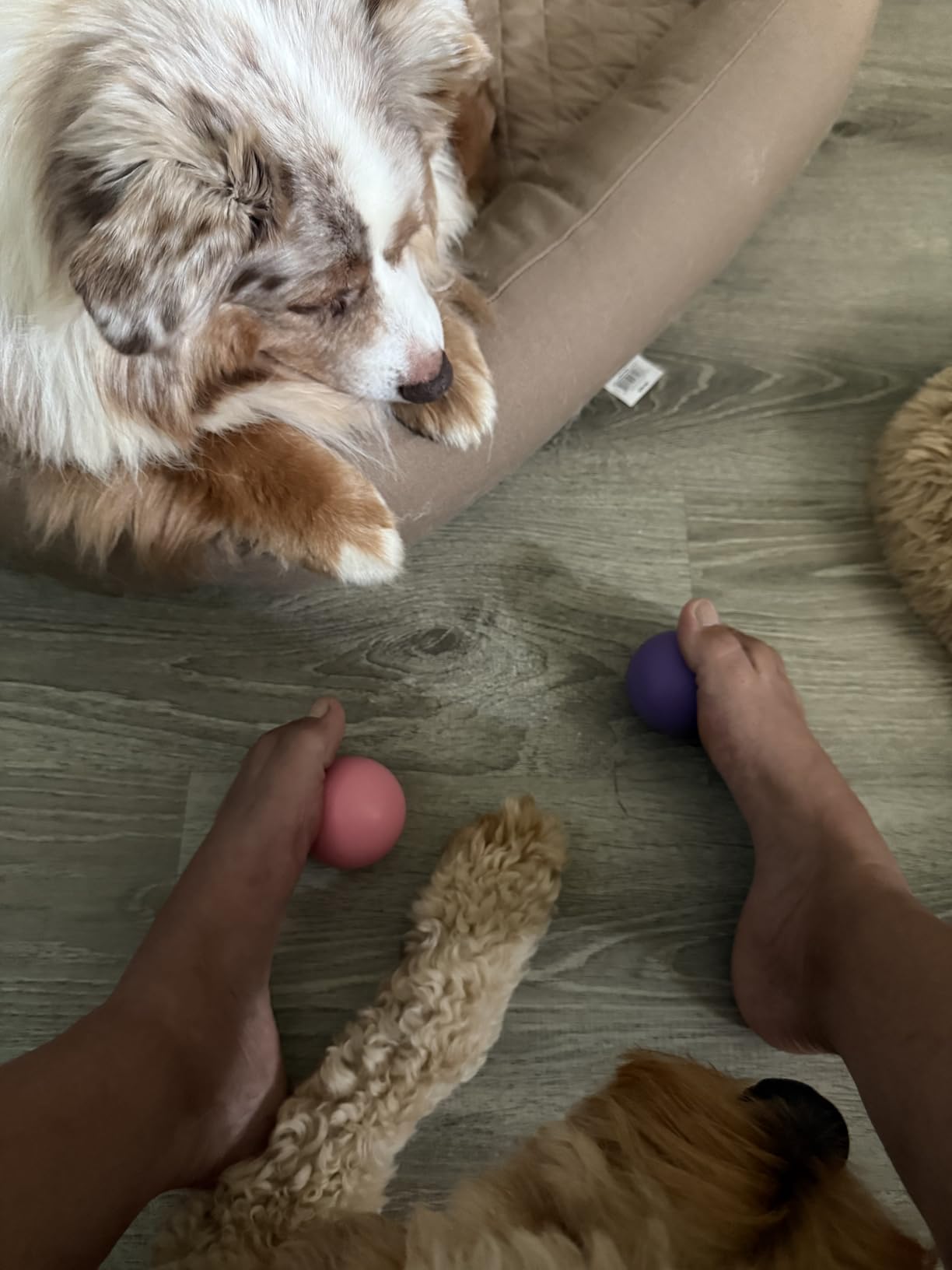 Kieba Massage Lacrosse Balls for Myofascial Release, Trigger Point Therapy, Muscle Knots, and Yoga Therapy. Set of 2 Firm Balls (Pink and Purple) customer photo 1