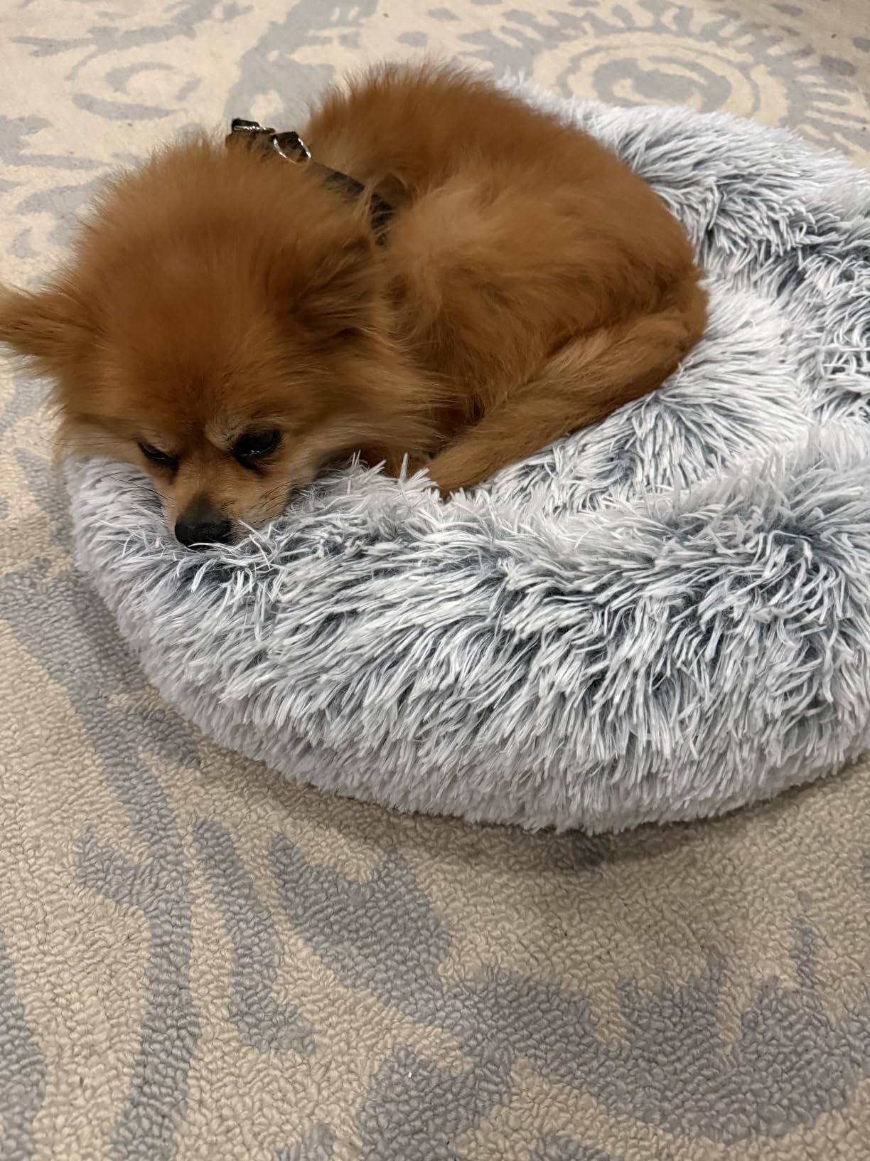 WESTERN HOME WH Calming Soft Round Dog &Cat Bed Small Dog Bed Washable,20
