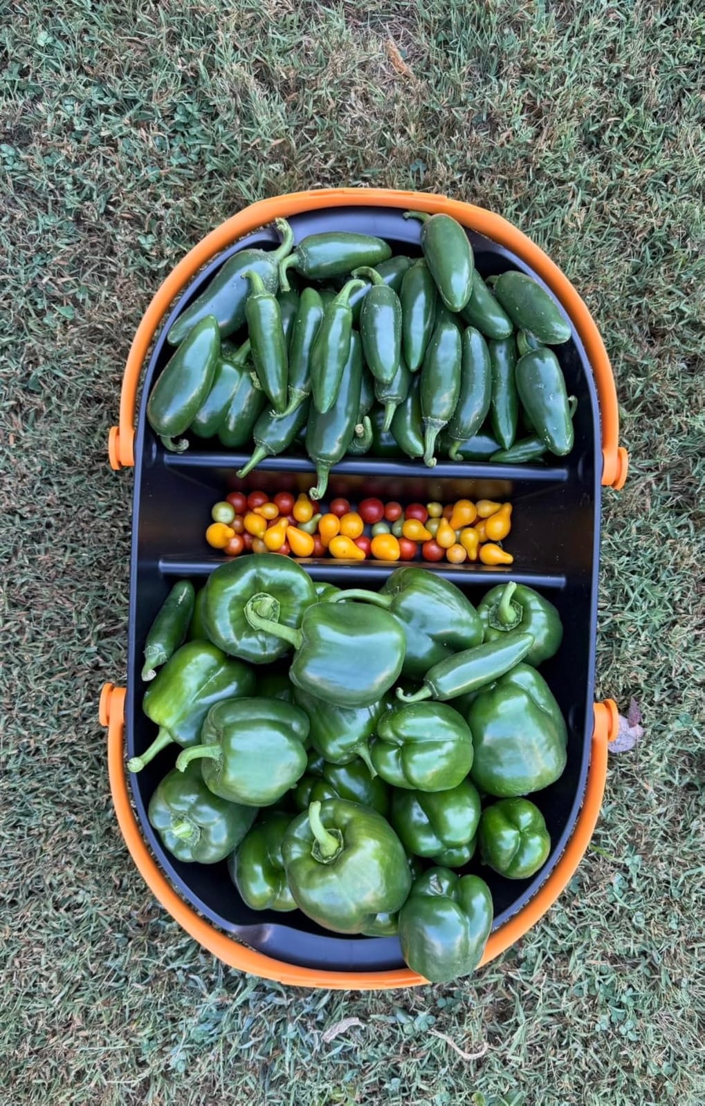 Fiskars Garden Harvest Basket with Tool Caddy, Container for Gardening customer photo 2