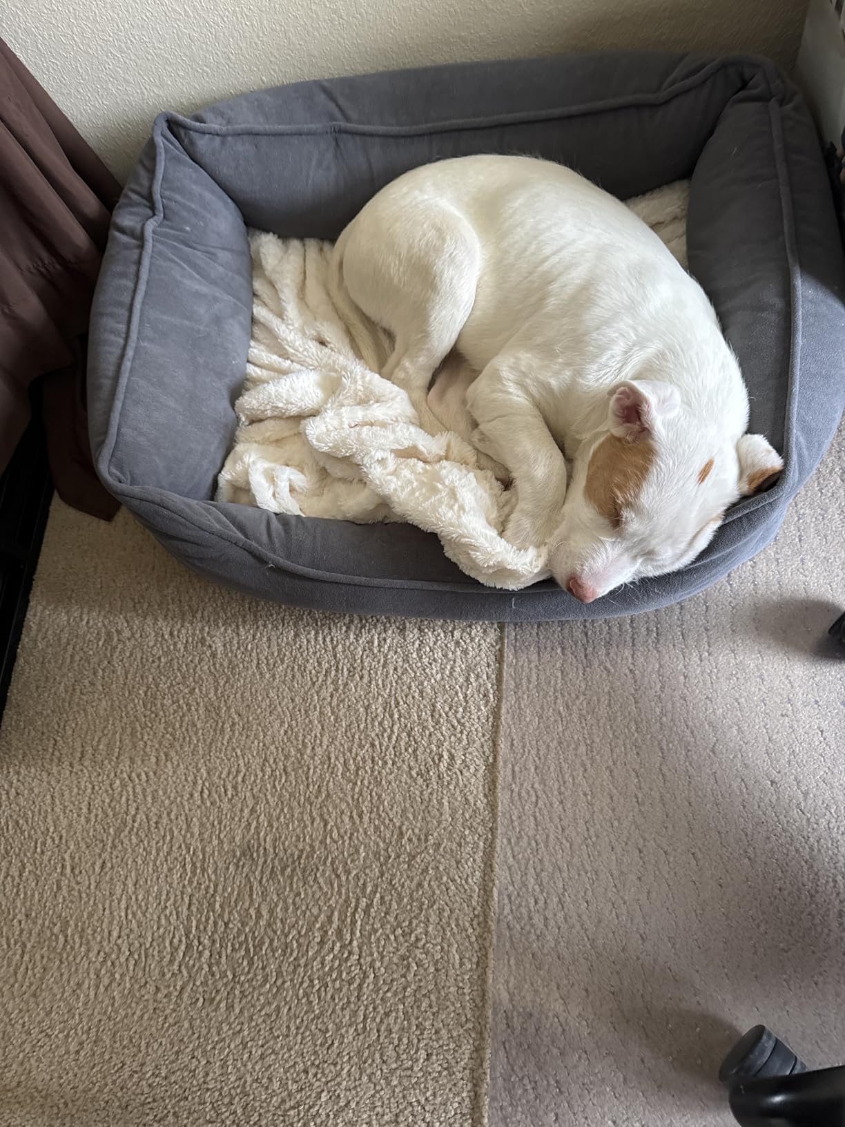 PetFusion Calming Cuddler Anti-Anxiety Dog and Cat Bed for Small Dogs customer photo 1