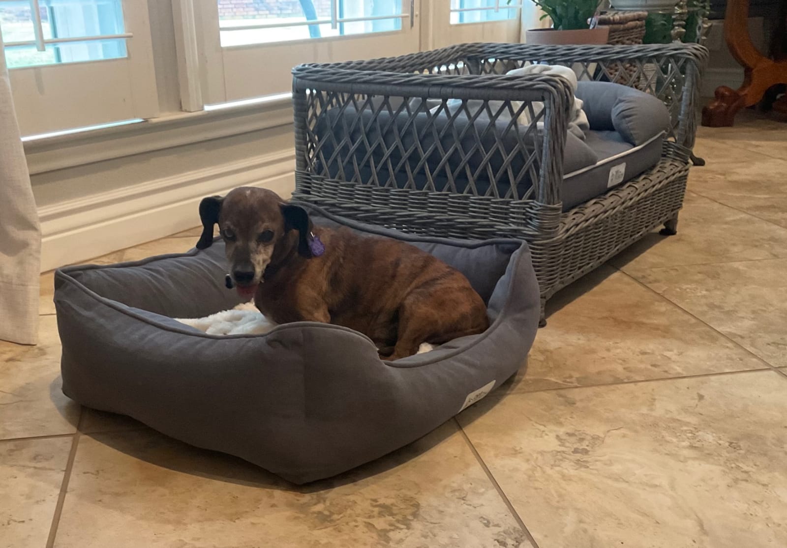 PetFusion Calming Cuddler Anti-Anxiety Dog and Cat Bed for Small Dogs customer photo 2
