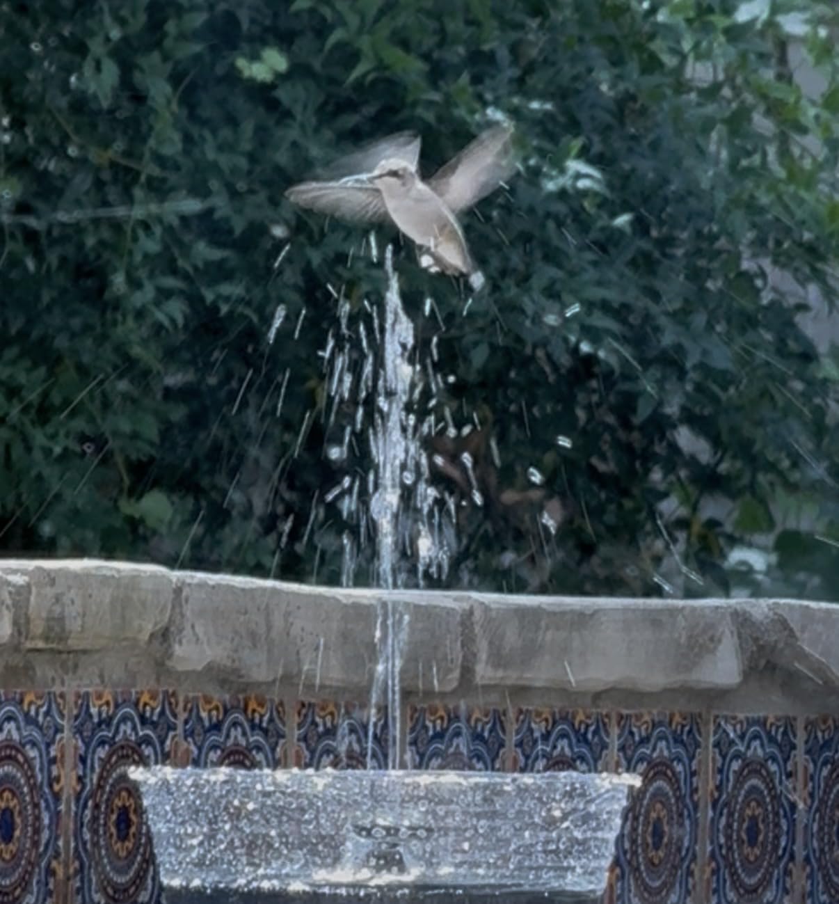 Solar Fountain Water Pump for Bird Bath, Floating Solar Powered Water Fountain Pump for Bird Bath, Garden, Pond, Pool, Outdoor (1.4W) customer photo 2