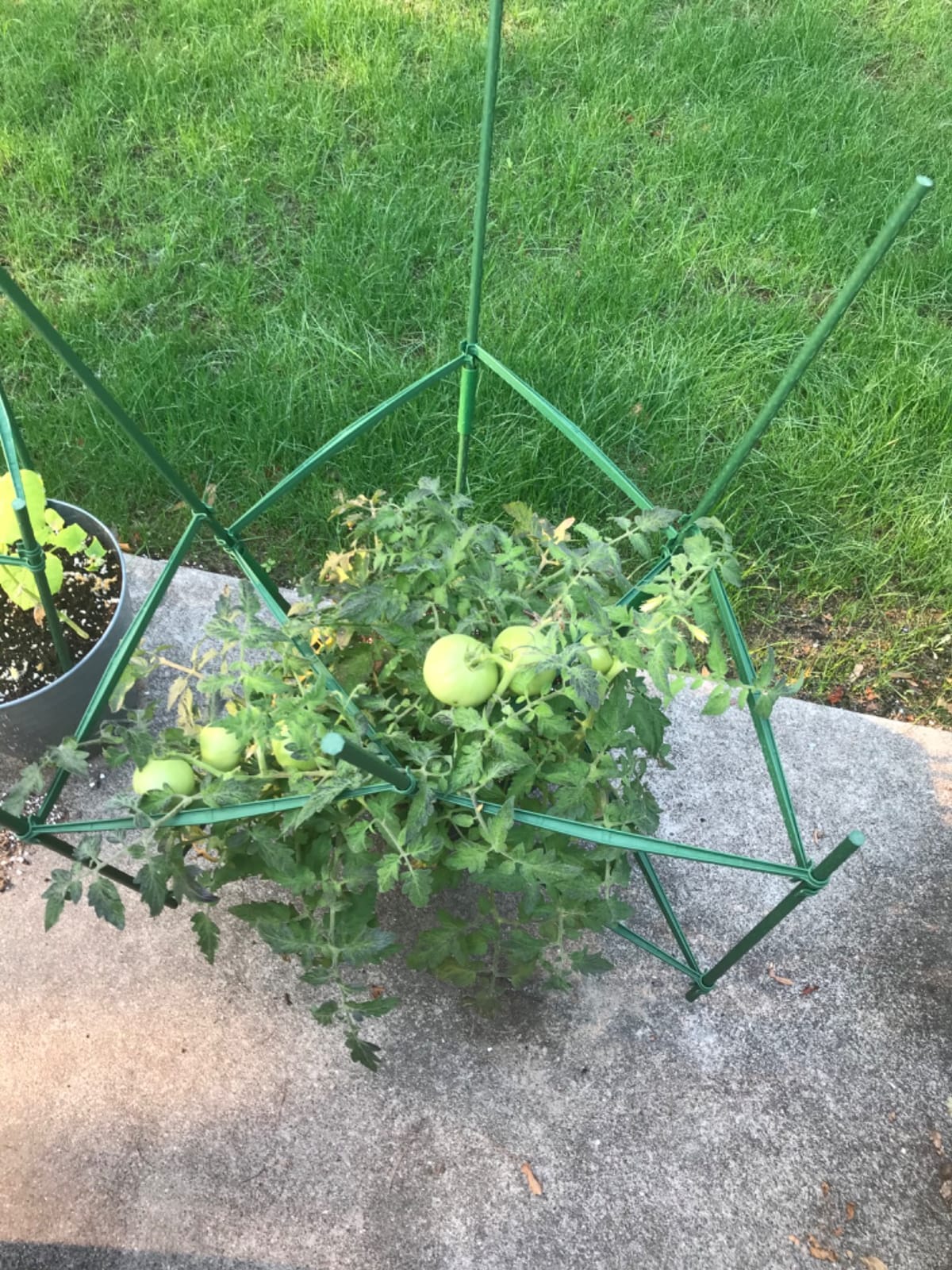 Moirsunt 6 Packs Tomato Cage for Garden, Up to 48Inch Plant Support Stakes customer photo 2
