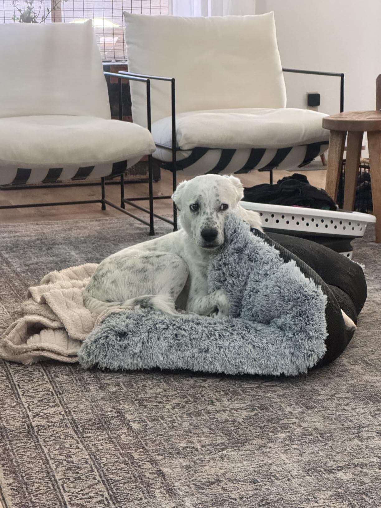 Vonabem Dog Bed, Extra Large, Plush Soft Pet Beds for XL Dogs, Crate Pad, Washable, 41L x 27W x 2H Inches, 100 lbs Capacity, Grey customer photo 1