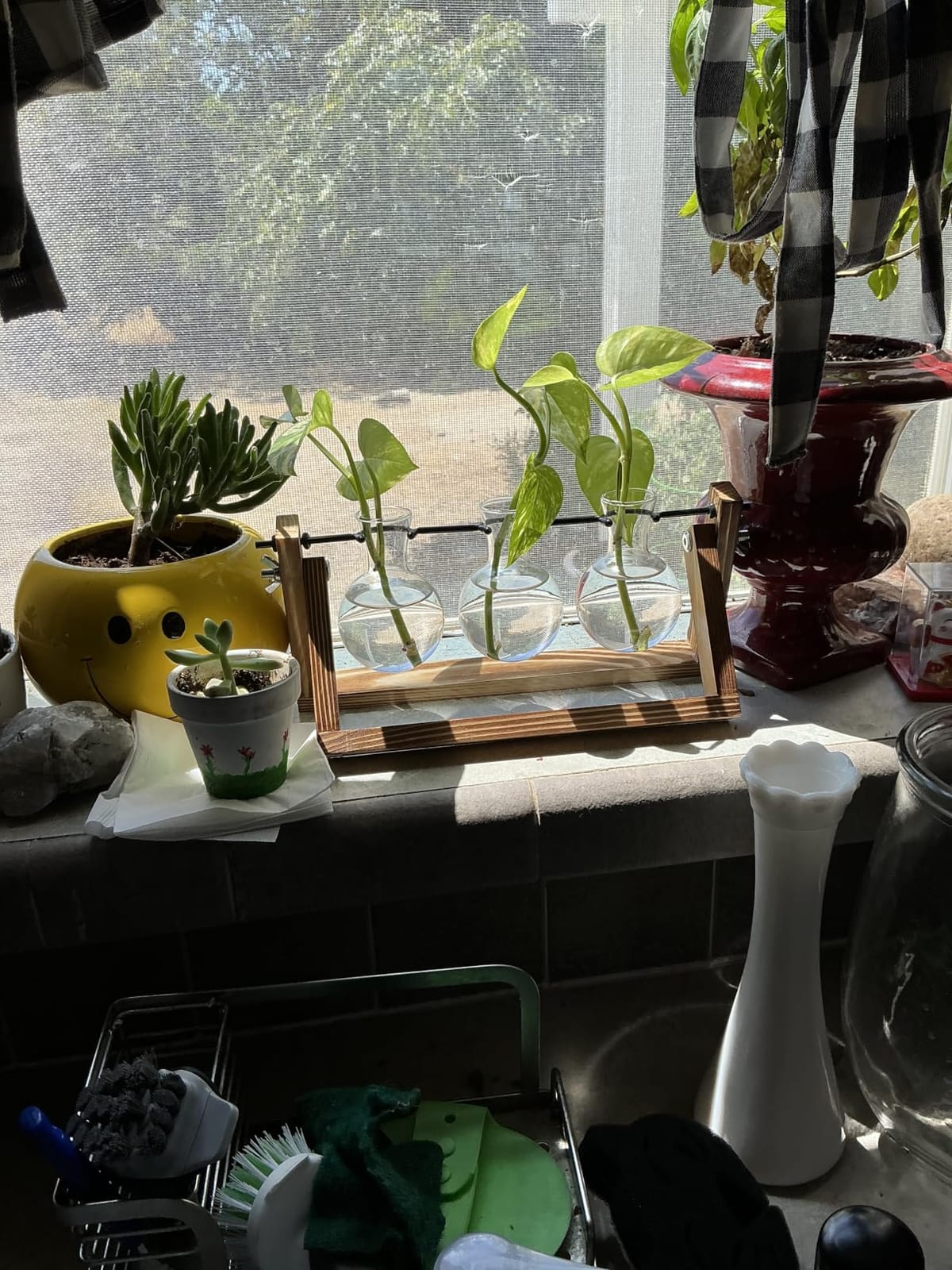 Renmxj Plant Propagation Station, Plant Terrarium with Wooden Stand customer photo 2