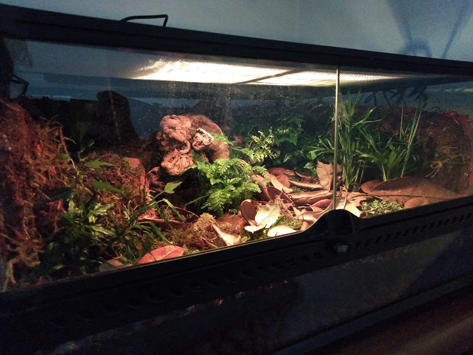 Exo Terra TerraSky Planted and Reptile Terrarium LED Lighting customer photo 1