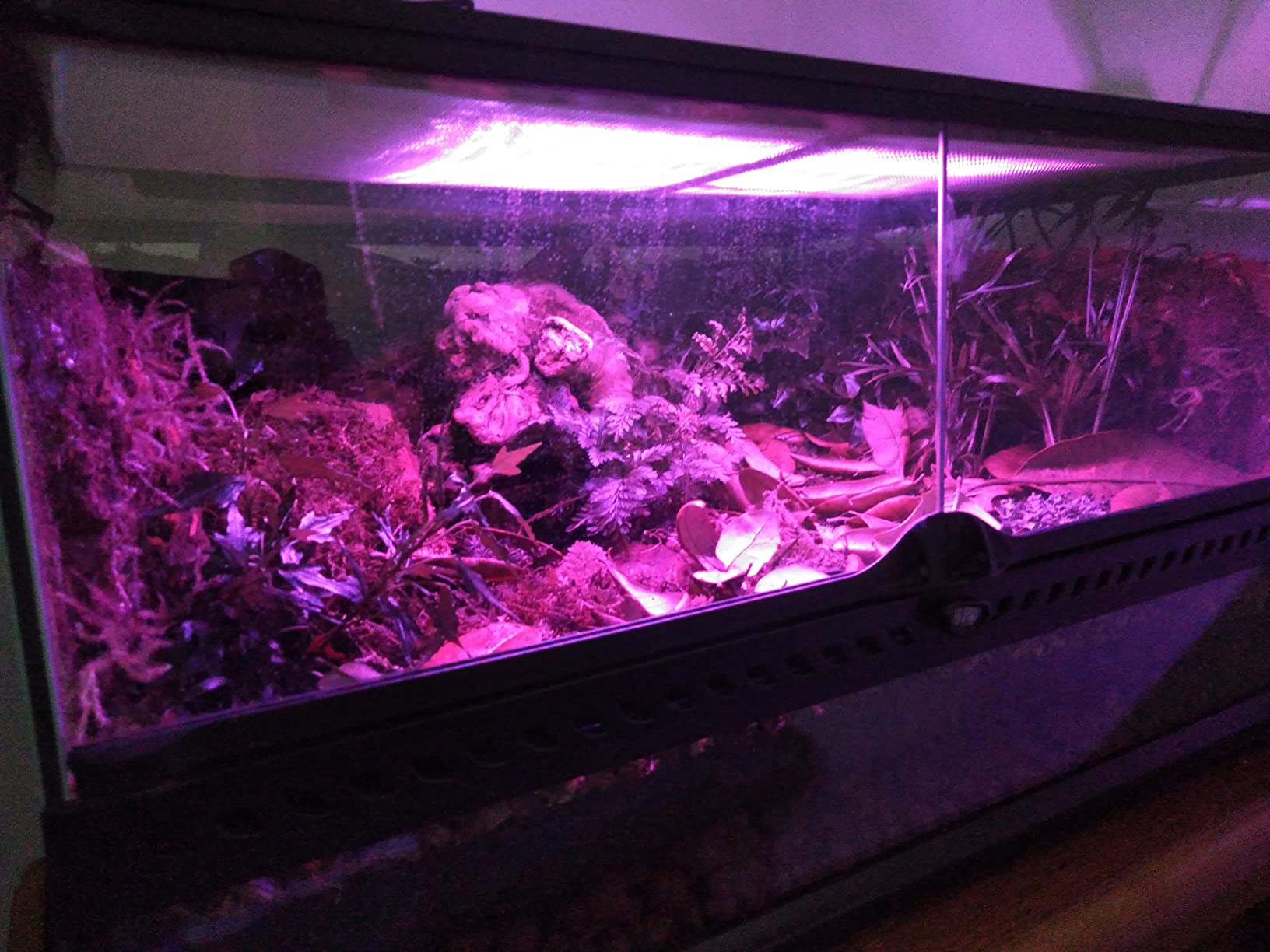 Exo Terra TerraSky Planted and Reptile Terrarium LED Lighting customer photo 2