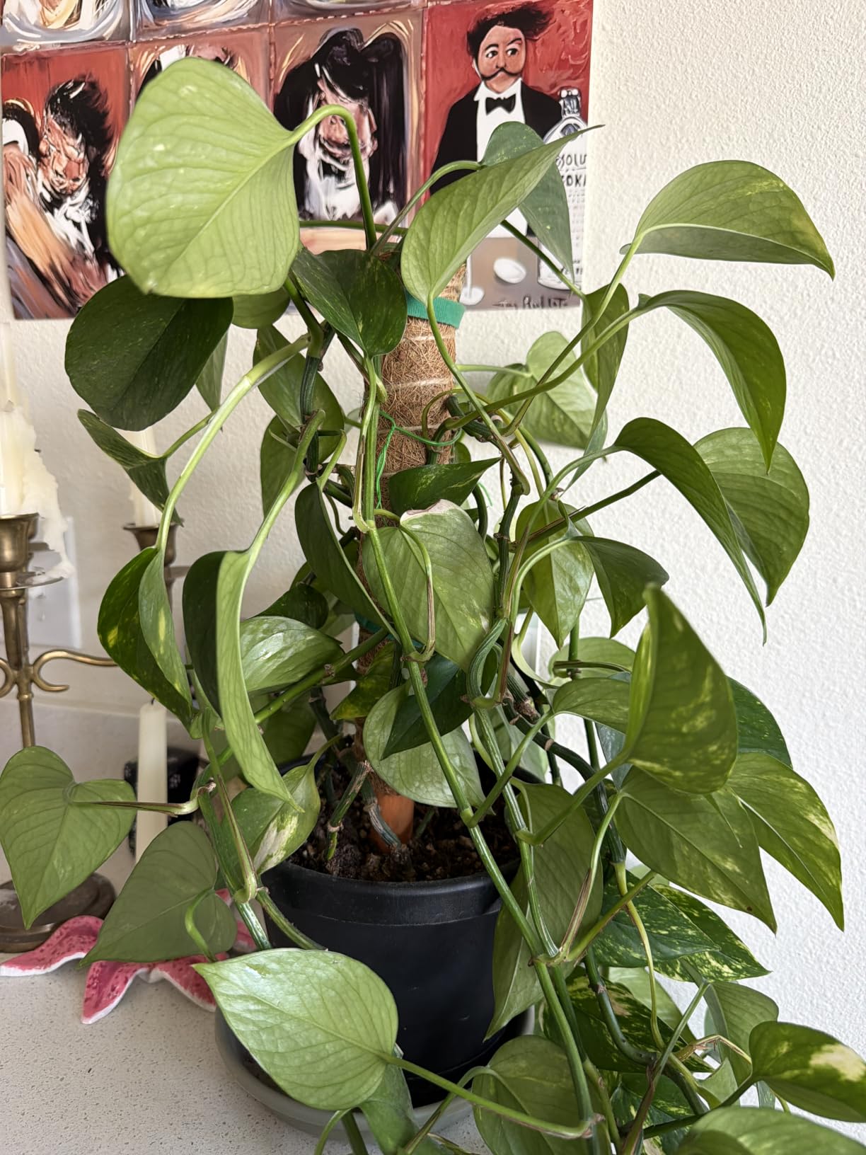 Fabulas Moss Pole 47.5 Inch - Monstera Plant Support, 4 Packs 16 Inch Plant Stakes for Indoor Plants Coco Coir Moss Pole Sticks for Climbing Potted Live Plants, Pothos, Philodendron, with Garden Ties customer photo 2