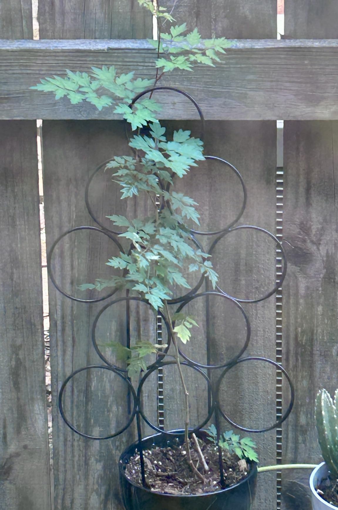 Trellis for Climbing Plants Indoor,4 Pack Stackable Garden Trellis for Potted Plant Support, 15.7 Inch Small Houseplant Metal Wire Trellis for Vine Ivy Rose Plant Trellis (Black) customer photo 1