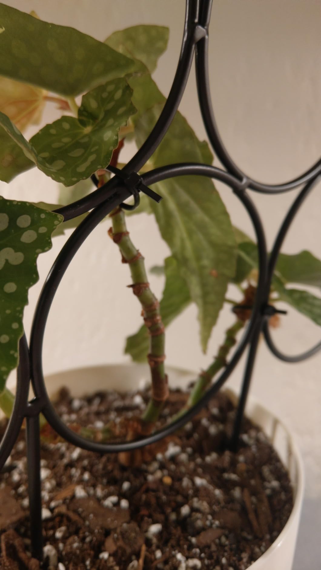 Trellis for Climbing Plants Indoor,4 Pack Stackable Garden Trellis for Potted Plant Support, 15.7 Inch Small Houseplant Metal Wire Trellis for Vine Ivy Rose Plant Trellis (Black) customer photo 2
