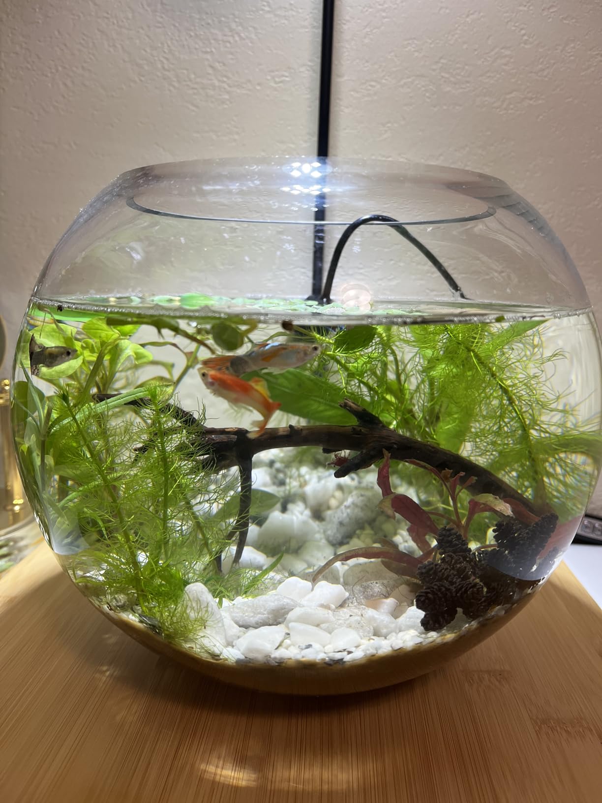 AREPK Aquarium & Terrarium Light Full Spectrum LED, Timer Auto On/Off, for Under 7 Gallon Fish Tanks, Betta Tanks, Moss, Succulents, Carnivorous Plants, Miniature Landscapes customer photo 1