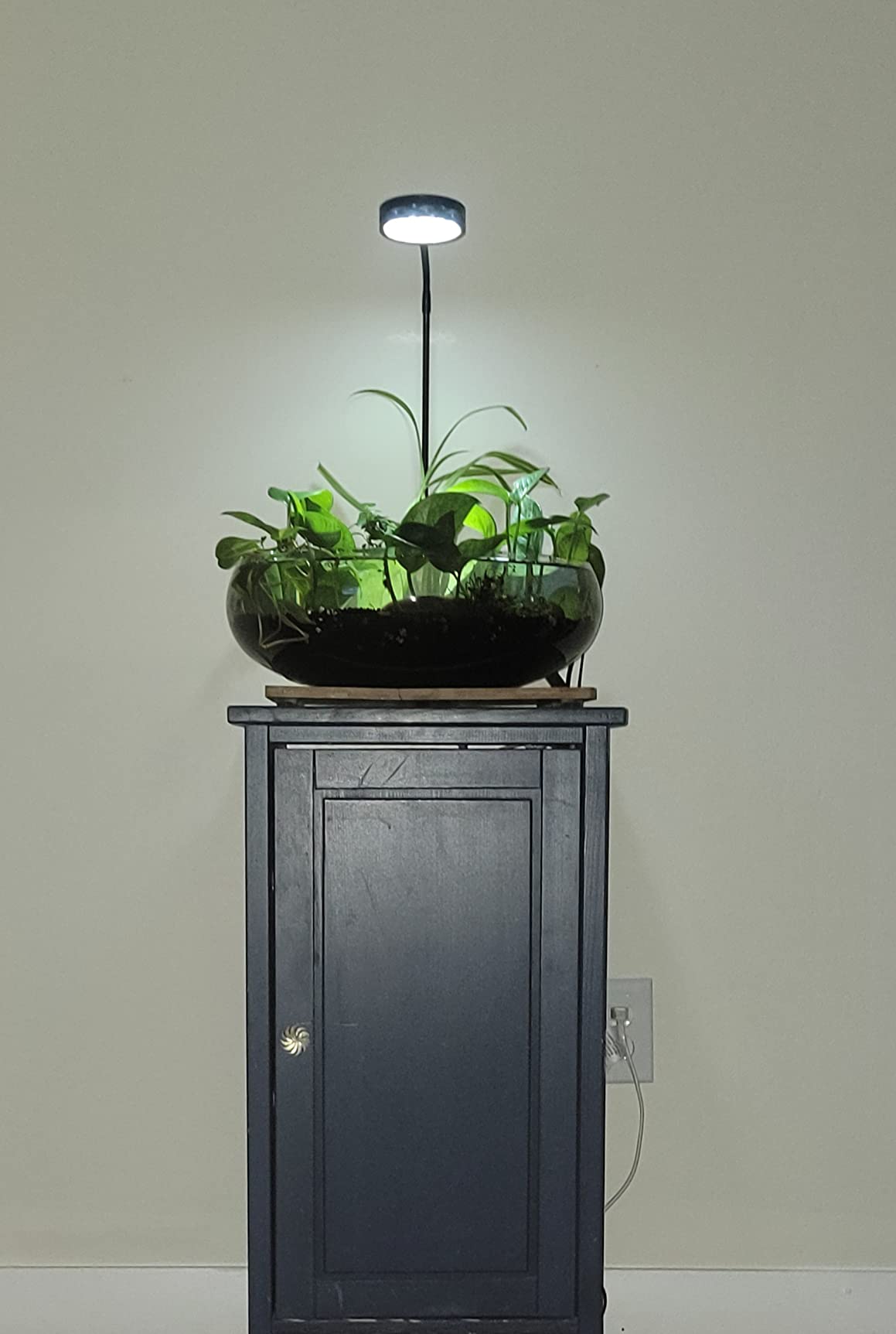 AREPK Aquarium & Terrarium Light Full Spectrum LED, Timer Auto On/Off, for Under 7 Gallon Fish Tanks, Betta Tanks, Moss, Succulents, Carnivorous Plants, Miniature Landscapes customer photo 2