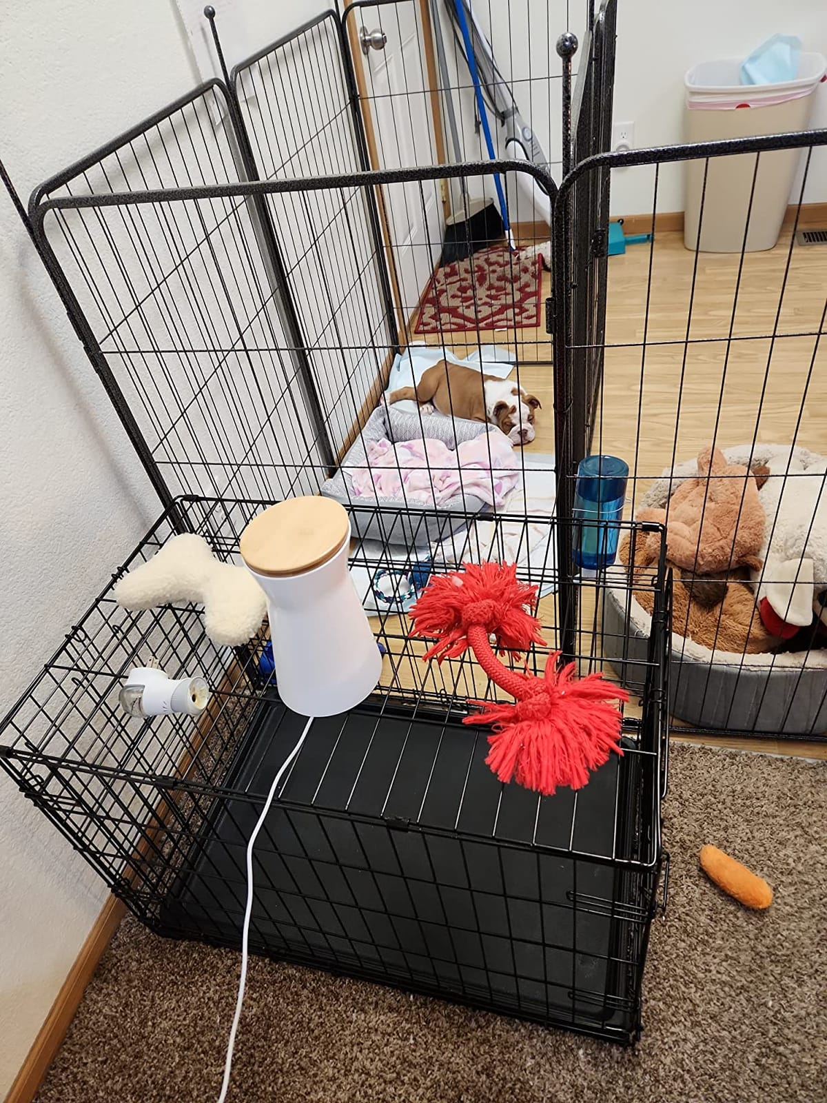 Furbo 360° Dog Camera [Core Features, No Ongoing Cost] customer photo 1