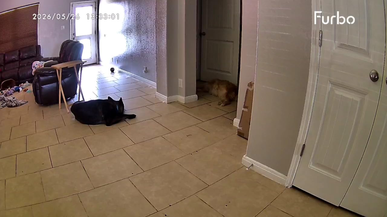 Furbo 360° Dog Camera [Core Features, No Ongoing Cost] customer photo 2