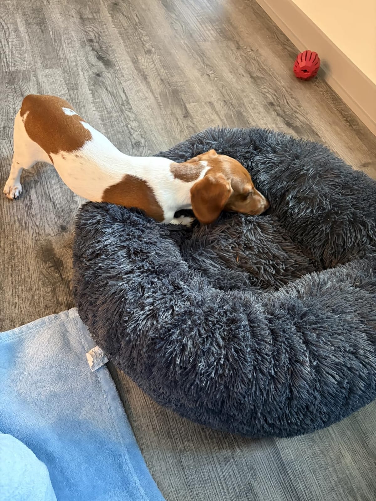 SAVFOX 23 inches Calming Donut Dog Bed - 3X Durable Plush Faux Fur, Machine Washable & Non-Slip, Fits up to 25 lbs, Dark Grey customer photo 1