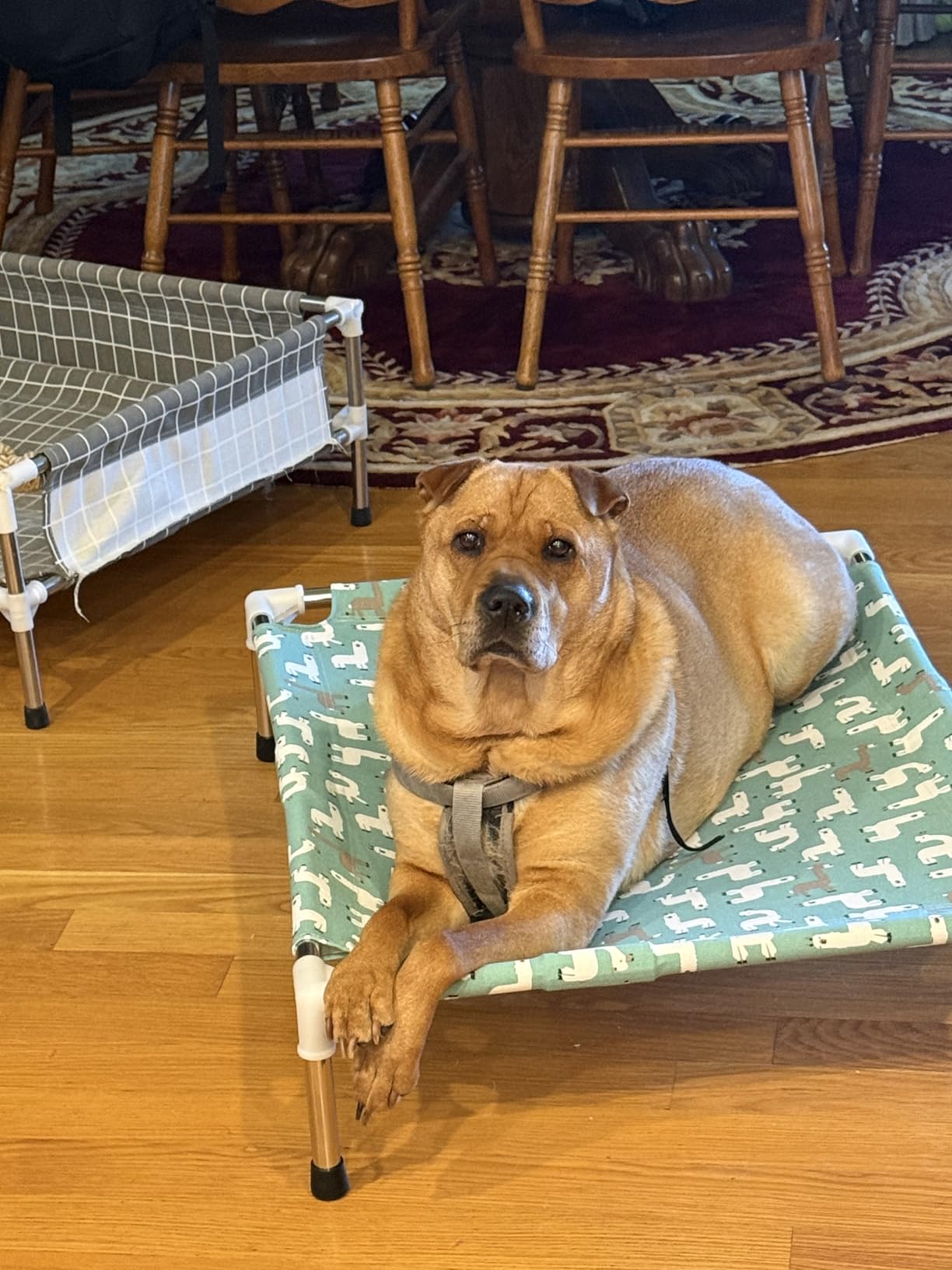 Elevated Dog Bed Pet cot for Small Dogs, Indoor and Outdoor Use customer photo 1