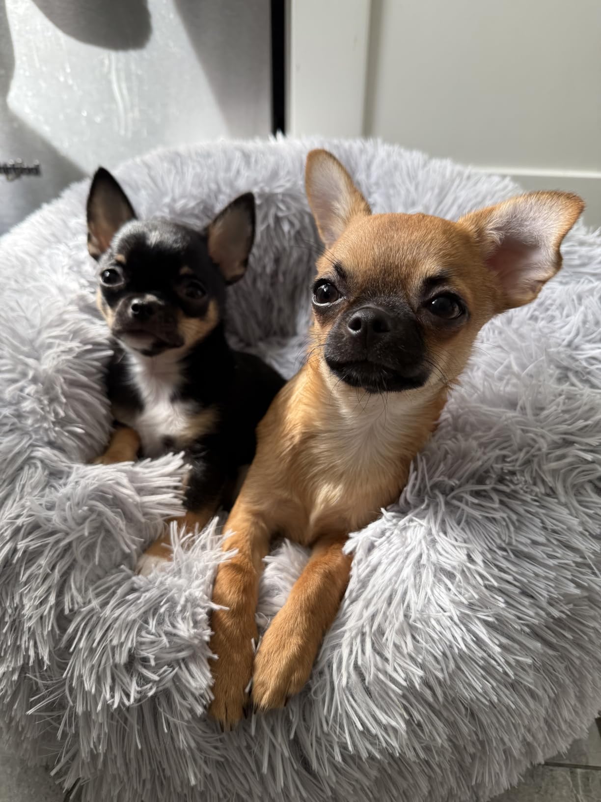 Himax Small Cat & Dog Bed with Cover, Calming Dog Bed for Small Dogs,Anti-Anxiety Donut Dog Bed with Attached Blanket,Washable Round Fluffy Pet Bed (20