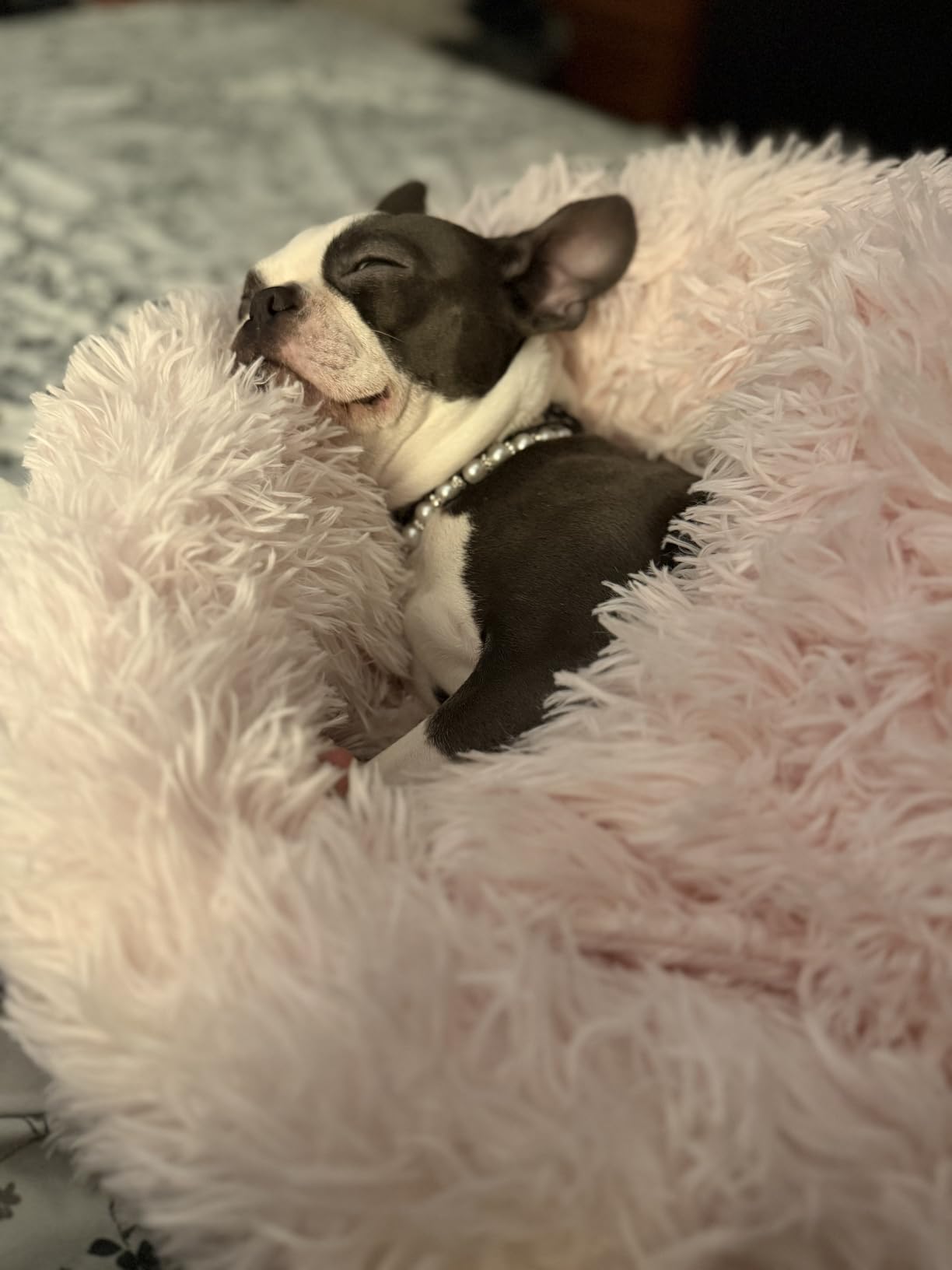 Himax Small Cat & Dog Bed with Cover, Calming Dog Bed for Small Dogs,Anti-Anxiety Donut Dog Bed with Attached Blanket,Washable Round Fluffy Pet Bed (20