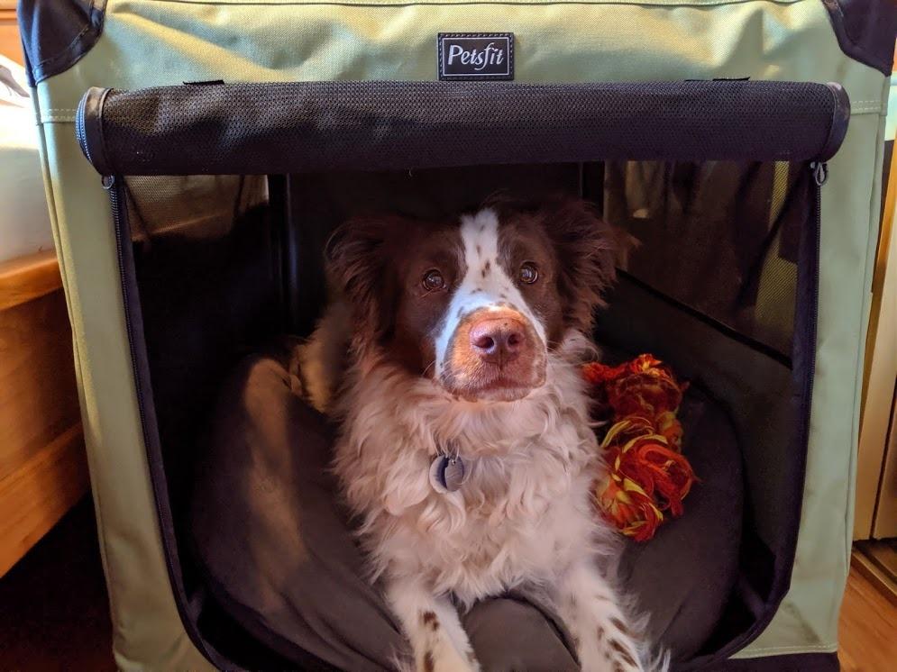 PETSFIT 40