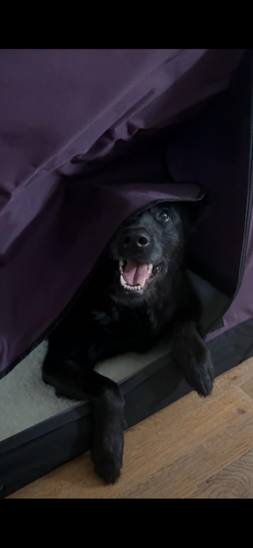 EliteField 4-Door Folding Soft Dog Crate with Curtains (2-Year Warranty) customer photo 1