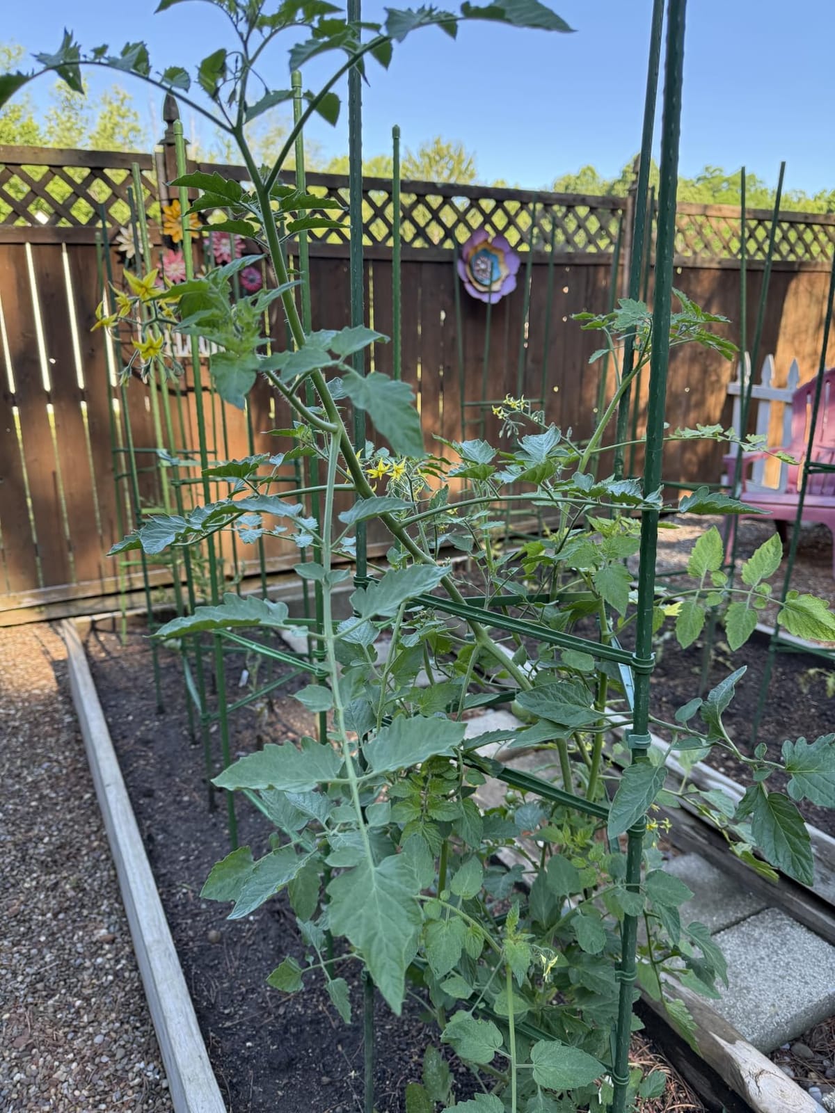 Growsun Large Tomato Cage 6 Pack Upto 73 inch Tall Tomato Trellis Garden Stakes Plant Support,Purple(5ft Stake add 18 inch Adjustable Stakes) customer photo 2
